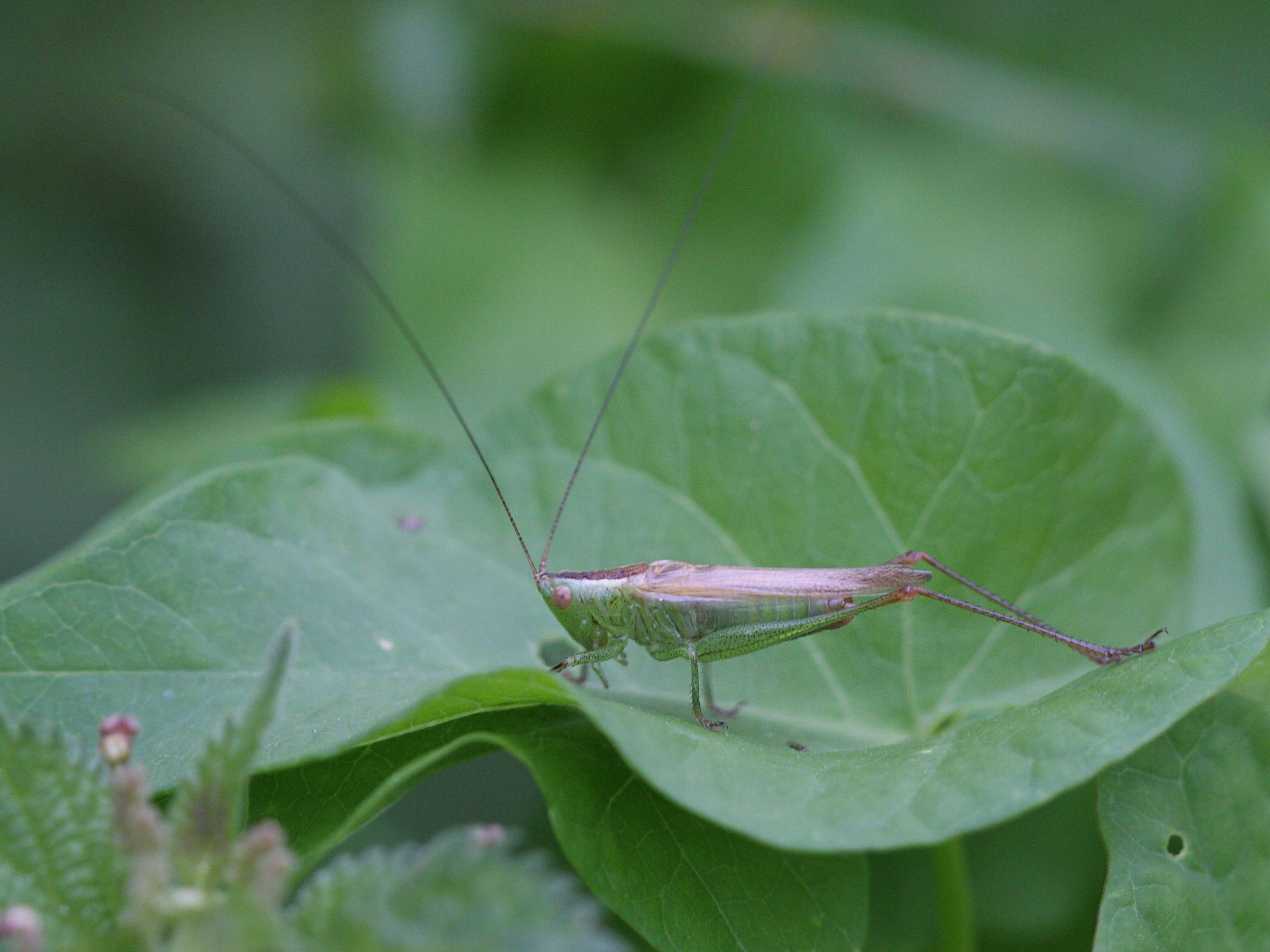 conocephalus_fuscus1bbd