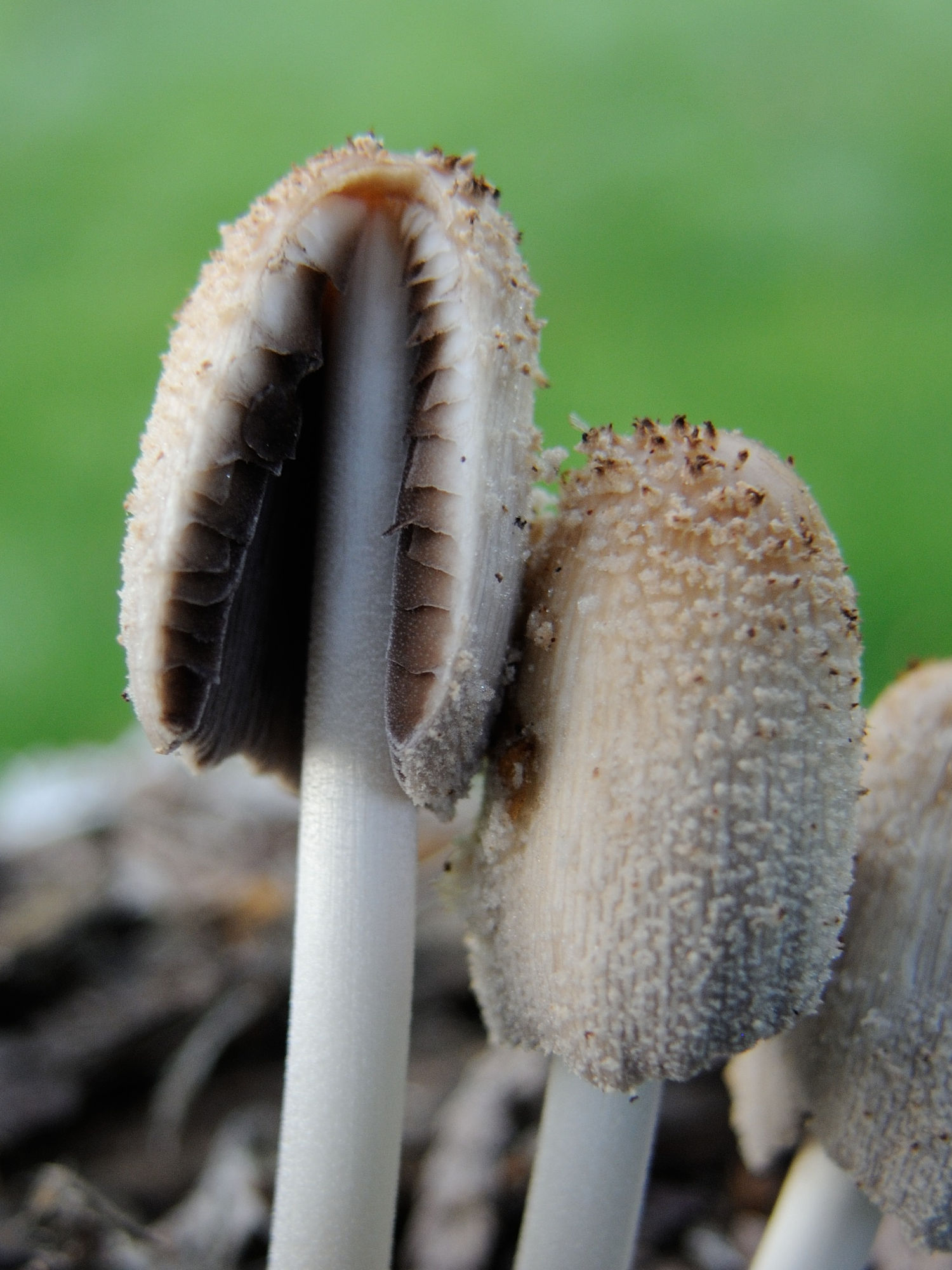 Afficher le média coprinellus_xanthothrix2md coprinellus_xanthothrix2md