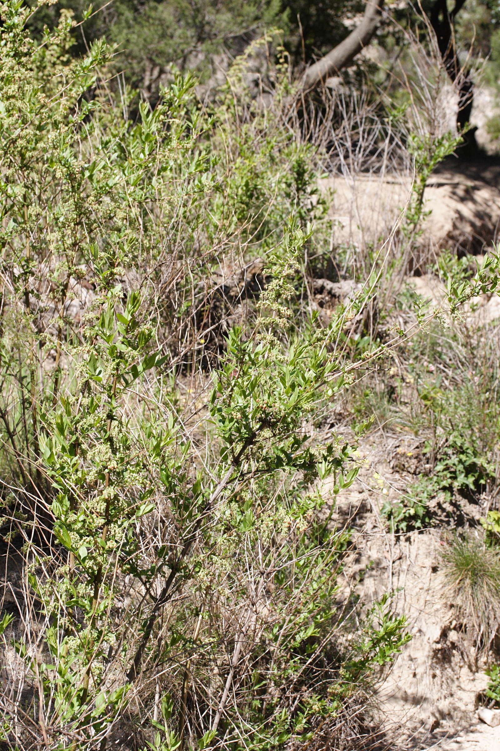 Afficher le média coriaria_myrtifolia6md coriaria_myrtifolia6md