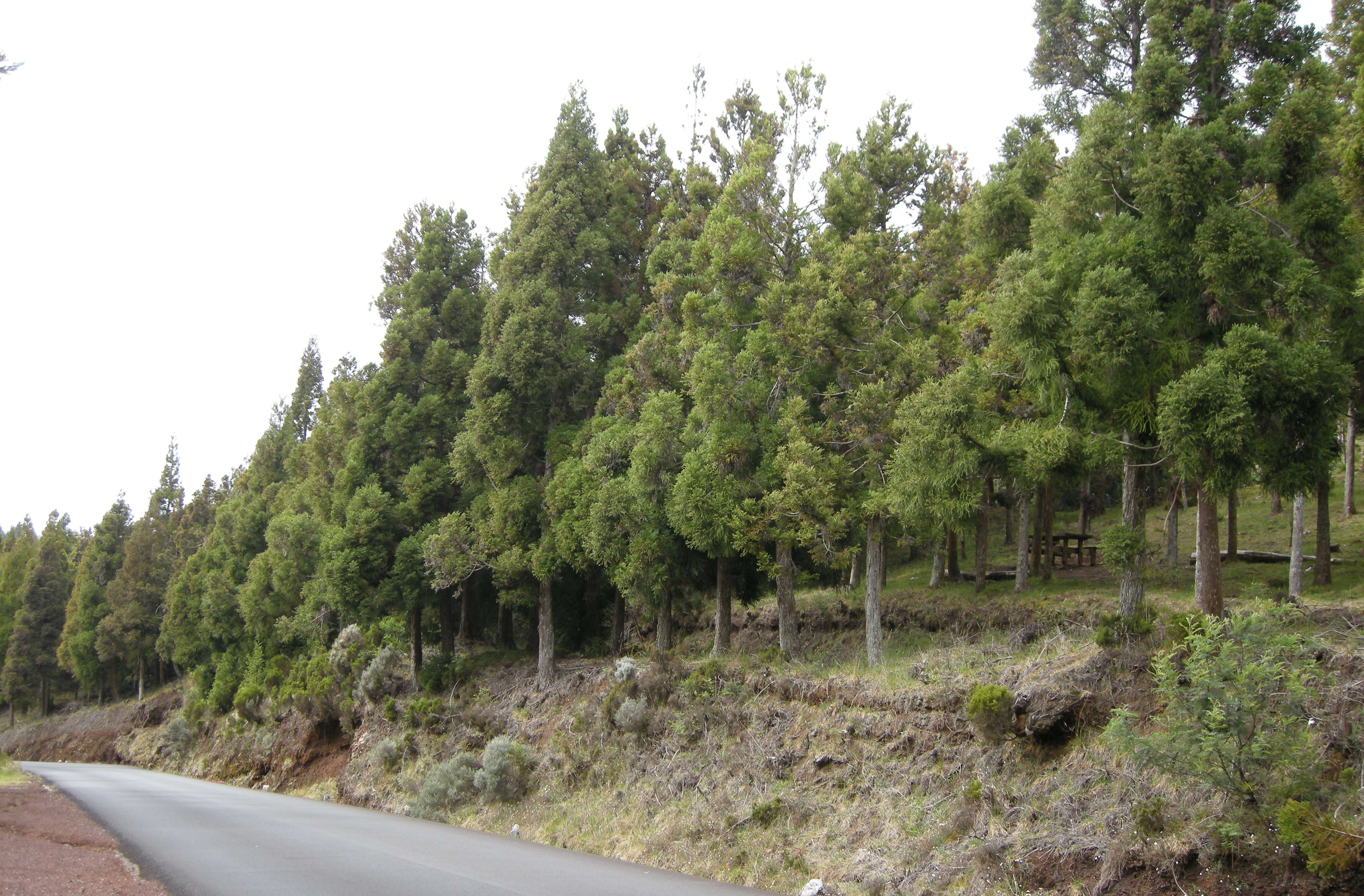 cryptomeria_japonica6md