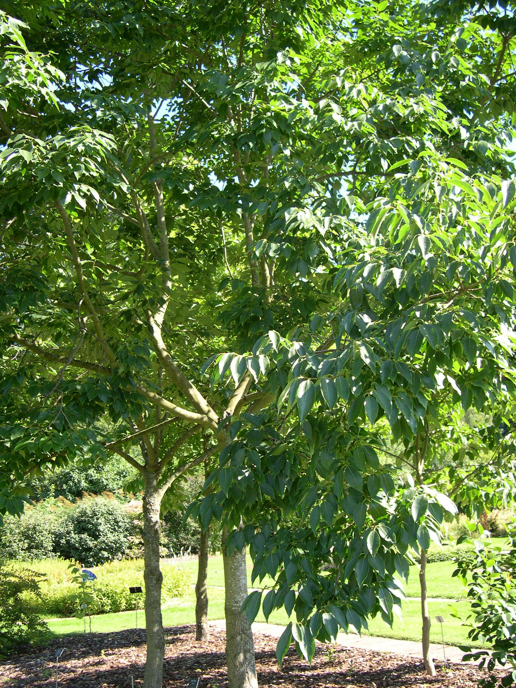 Afficher le média diospyros_lotus1md diospyros_lotus1md