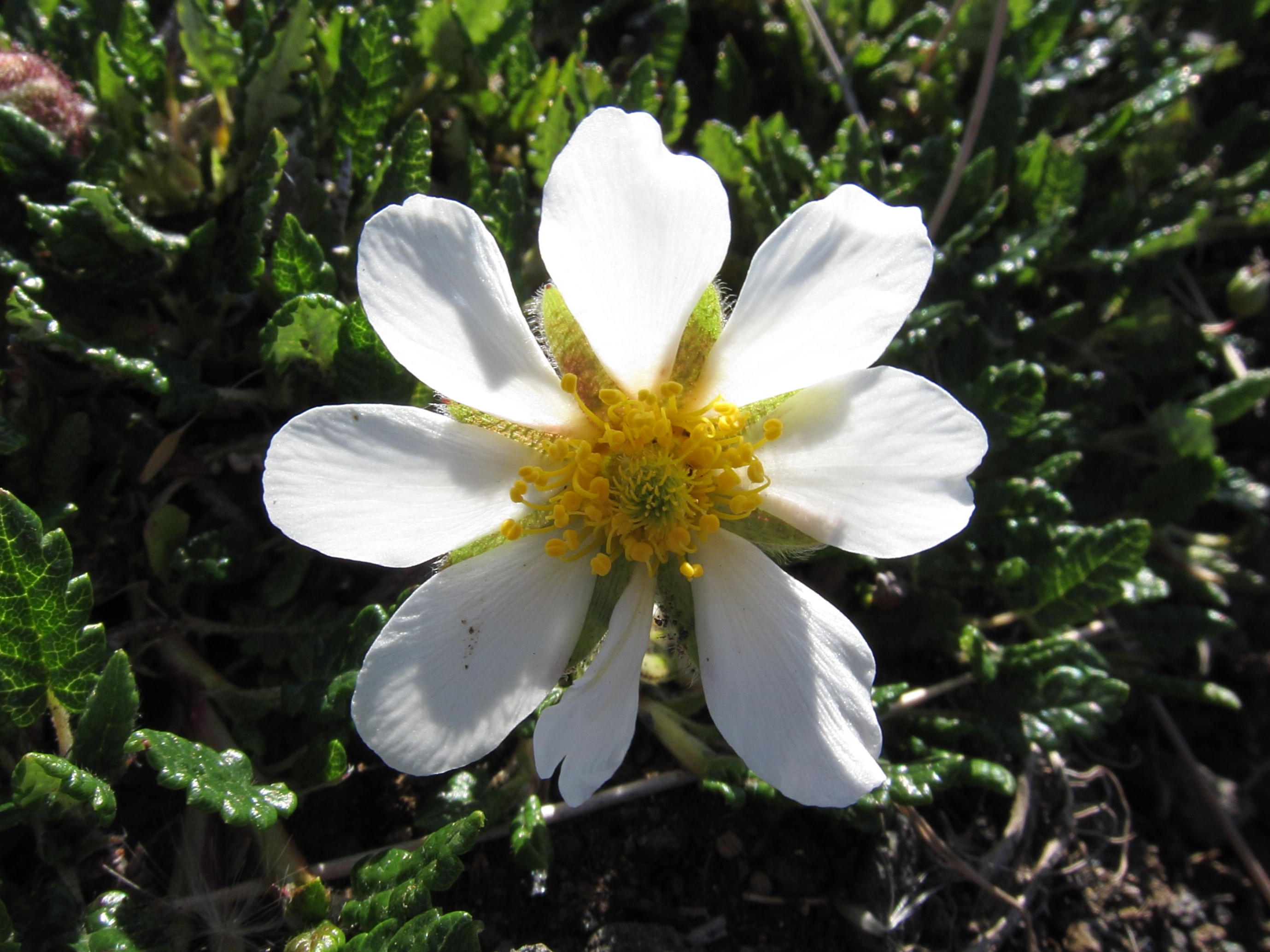 dryas_octopetala2csd