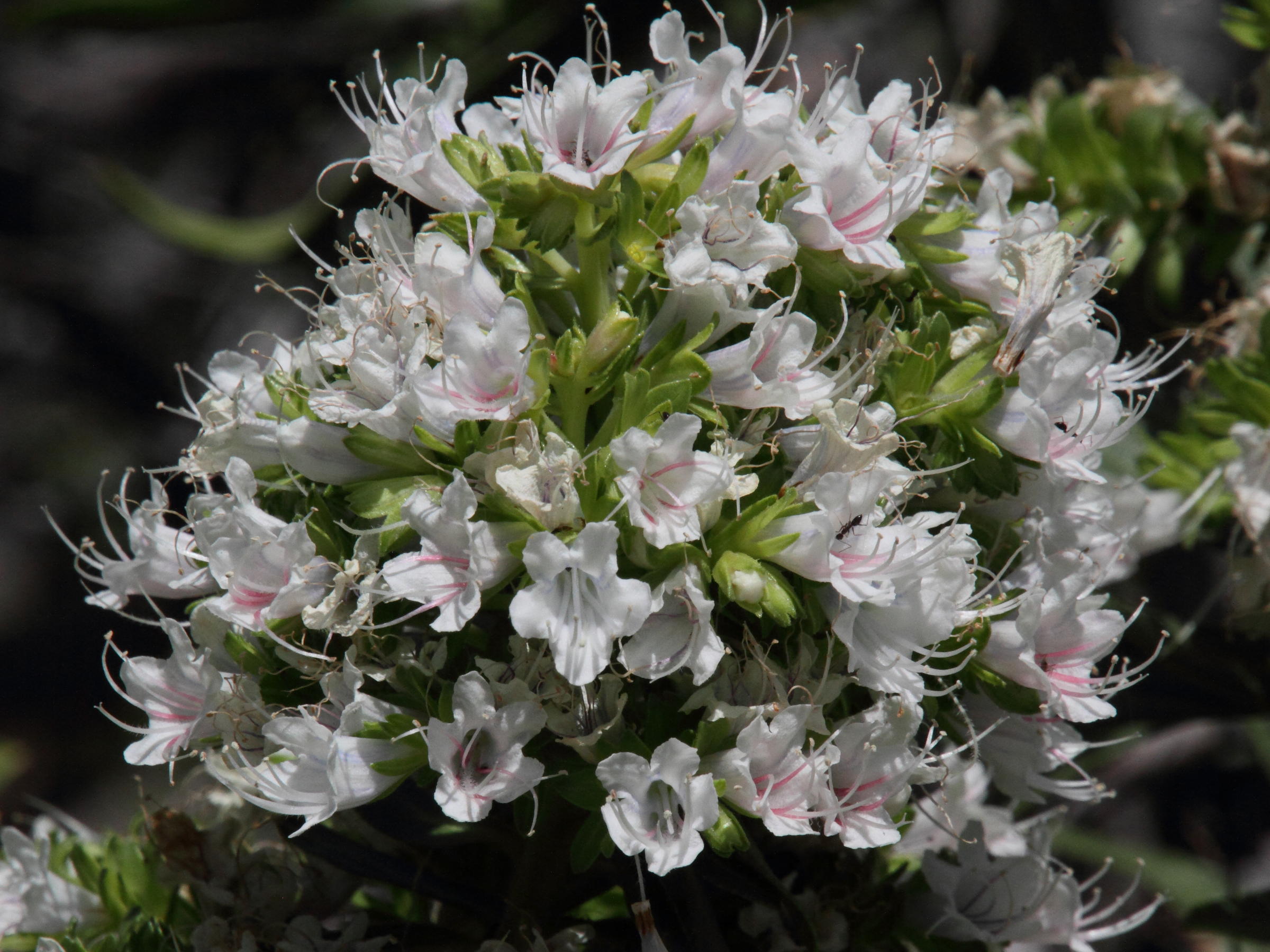 Afficher le média Echium_decaisnei Echium_decaisnei