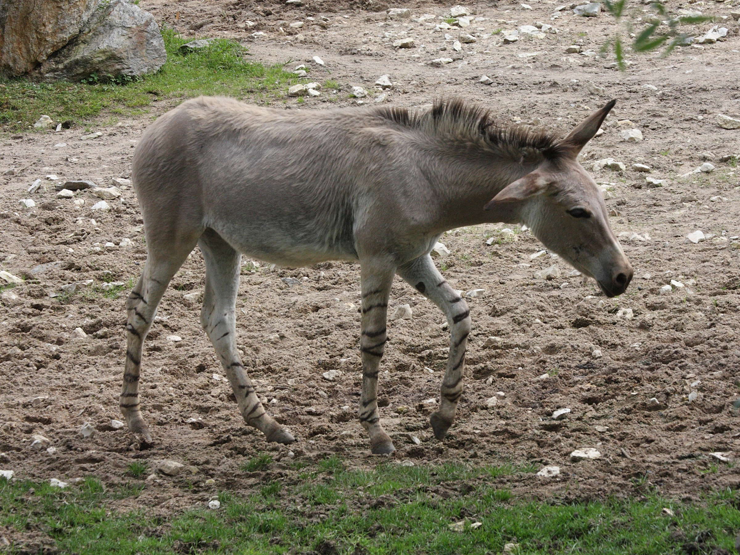 equus_africanus_somaliensis2md