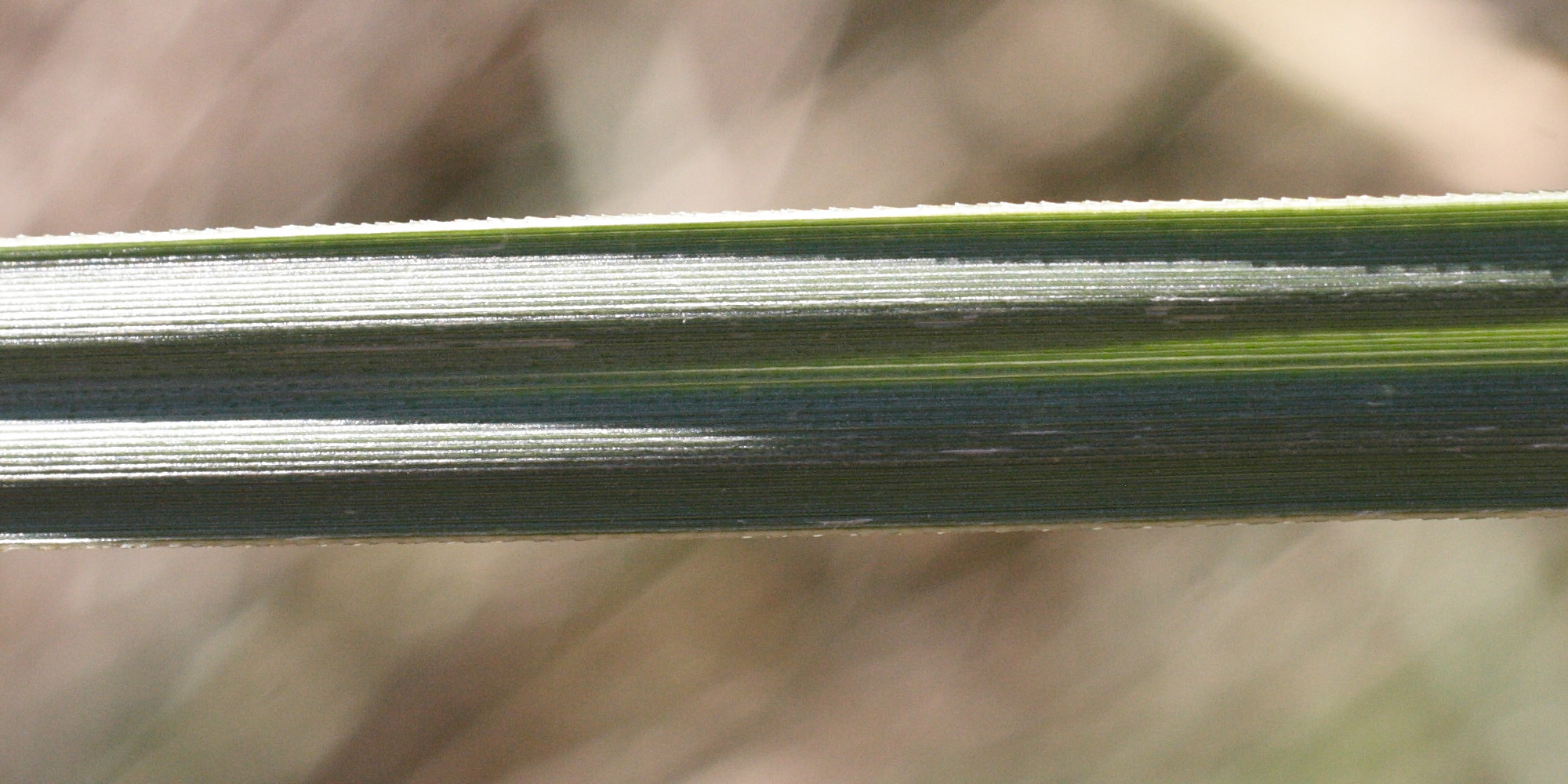 erianthus_ravennae3md