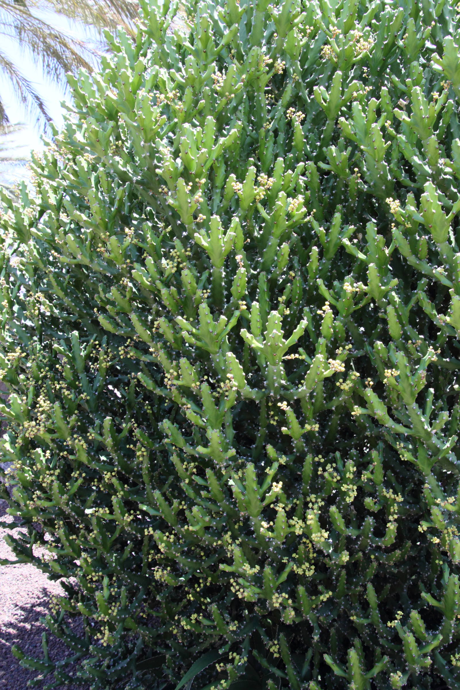 Afficher le média euphorbia_mayurnathanii1md euphorbia_mayurnathanii1md