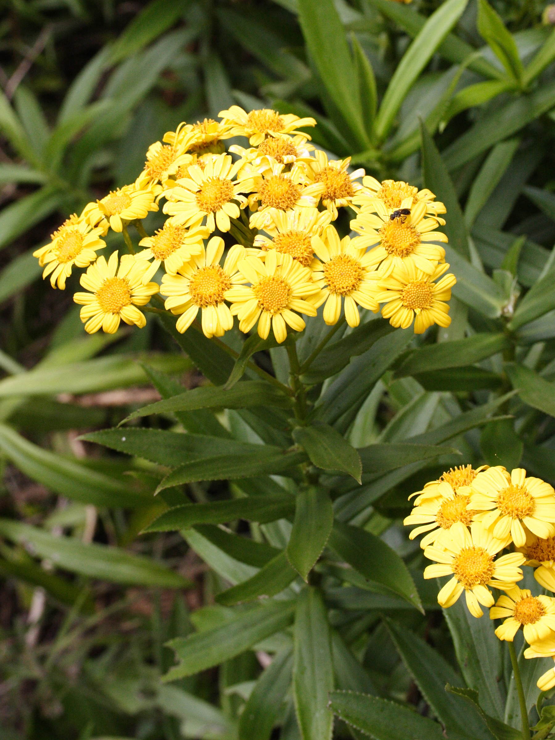 faujasia_salicifolia1md