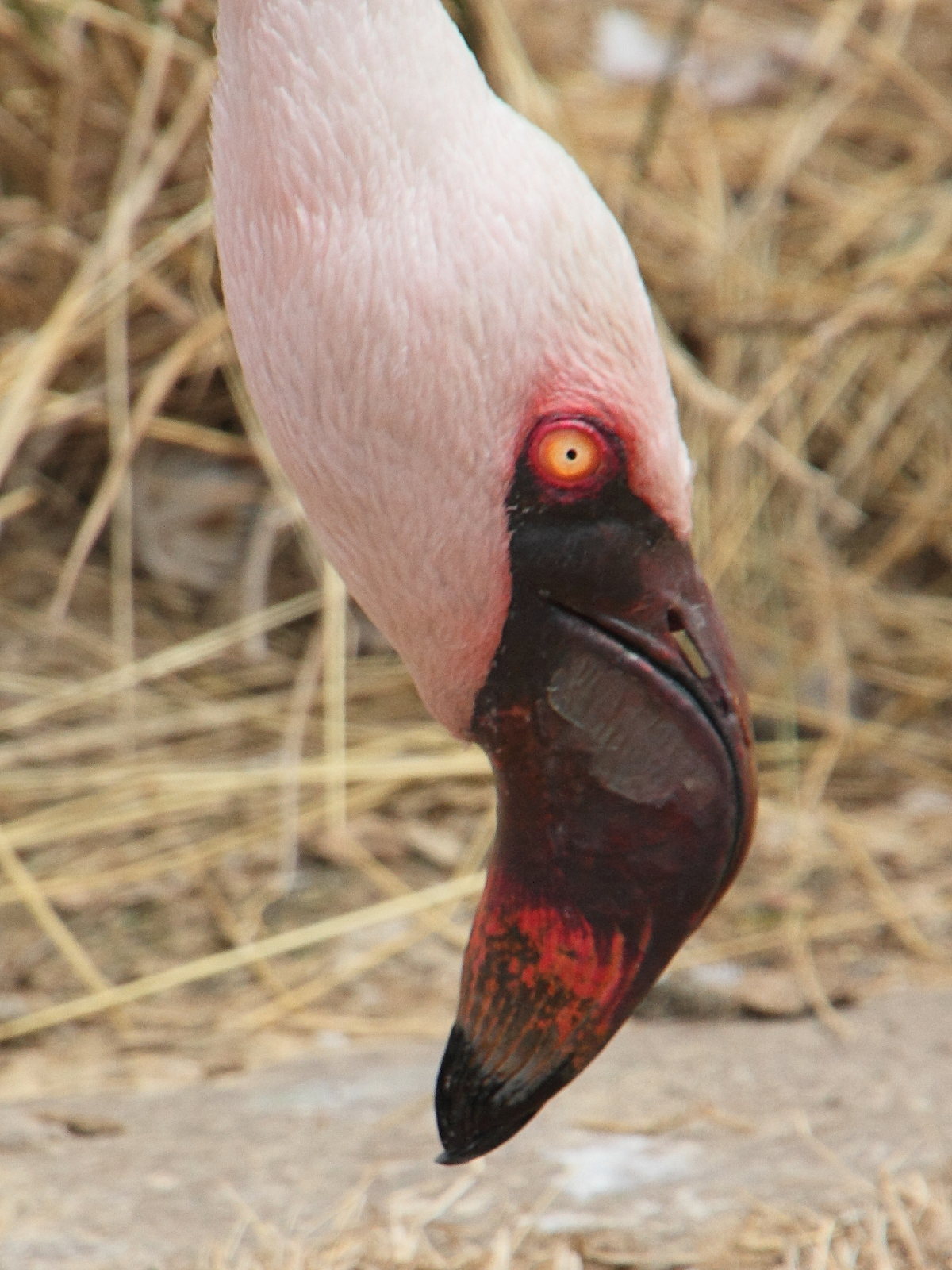 flamant_nain_-_phoeniconaias_minor4md