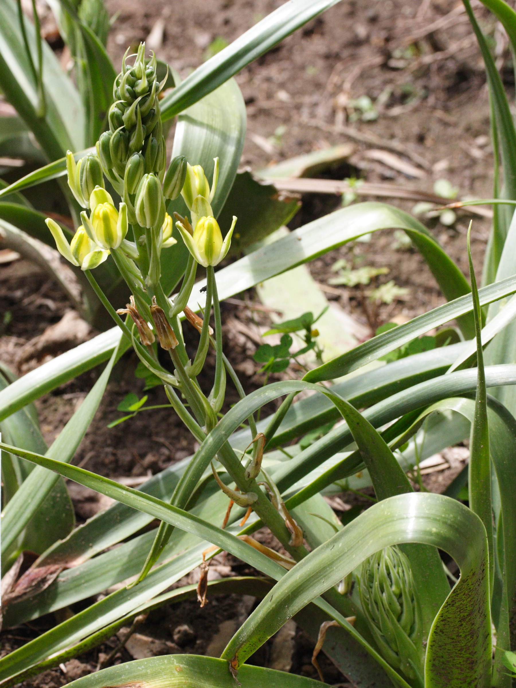 galtonia_viridiflora1md