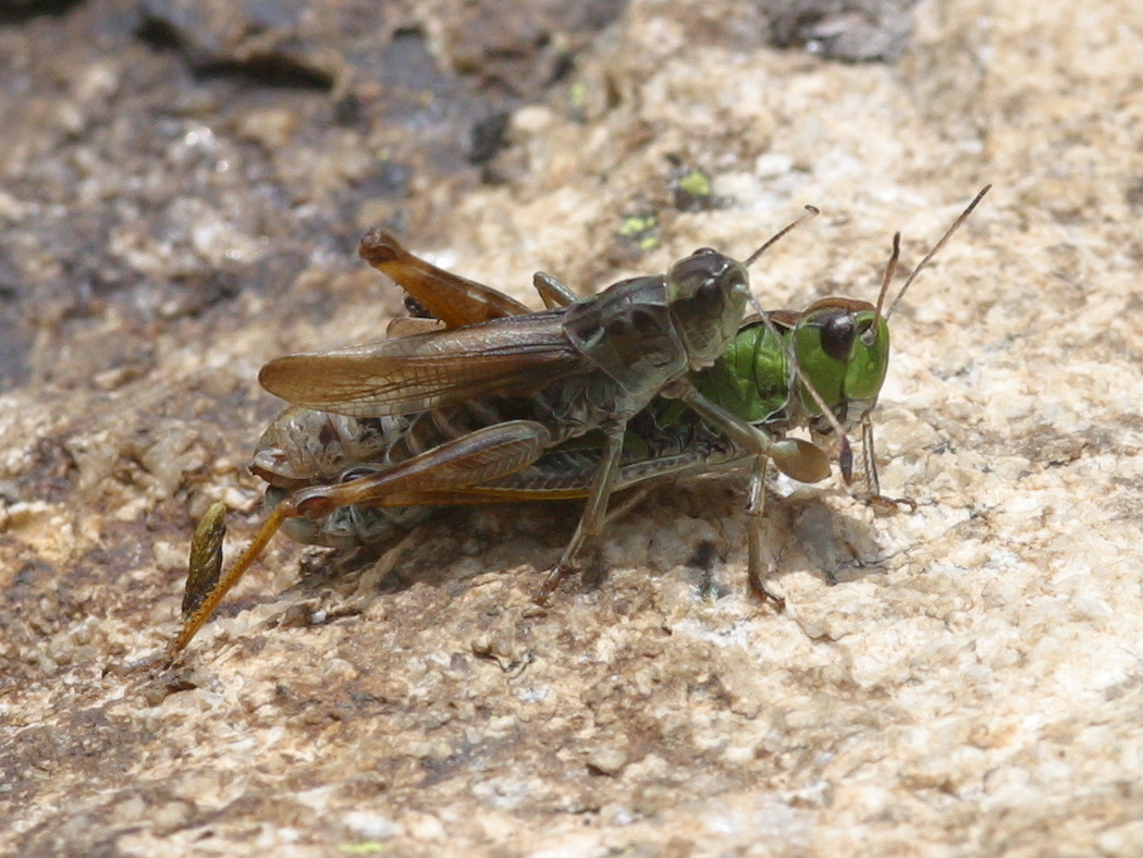 gomphocerus_sibiricus2bd