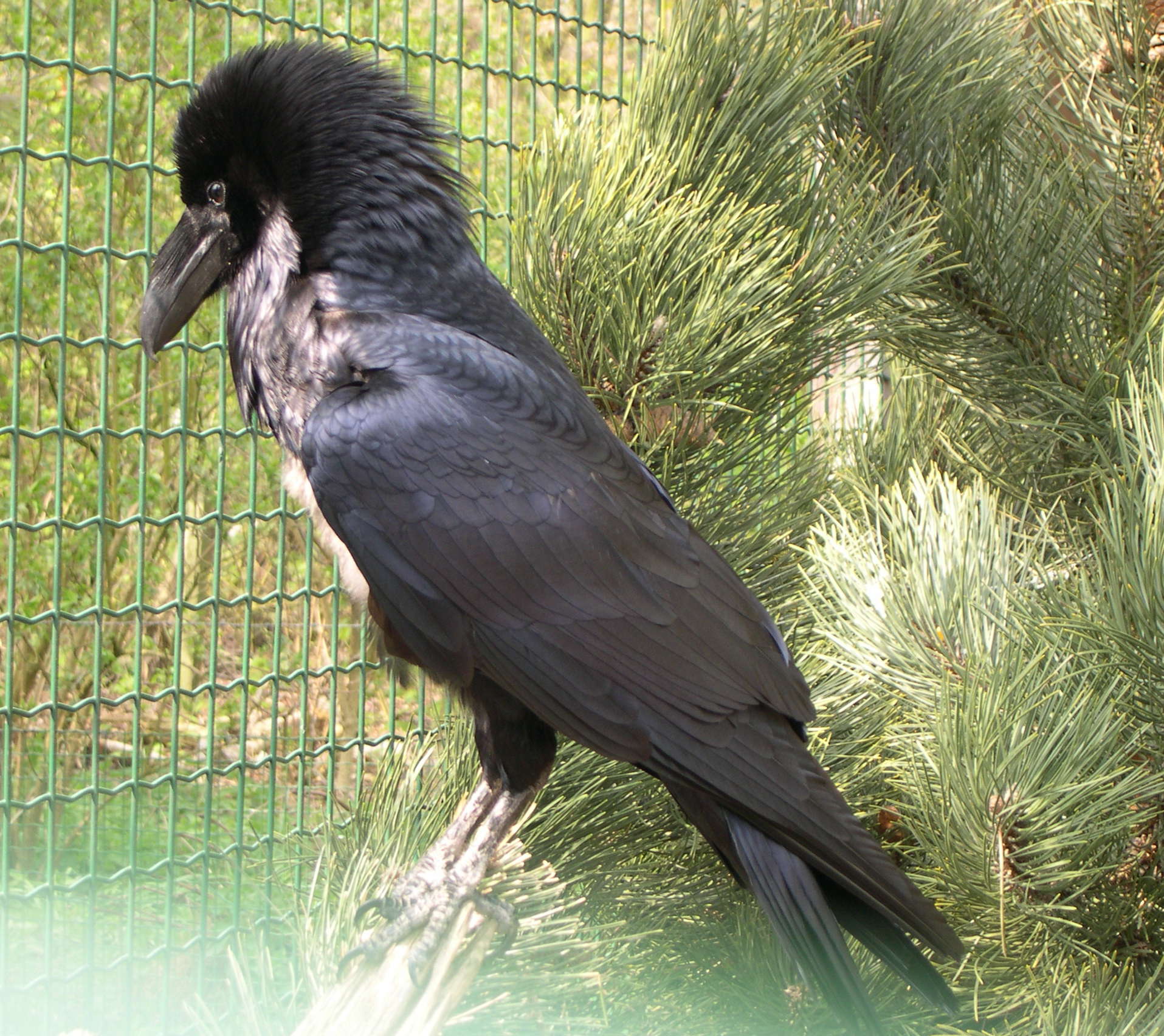 grand_corbeau_-_corvus_corax1md