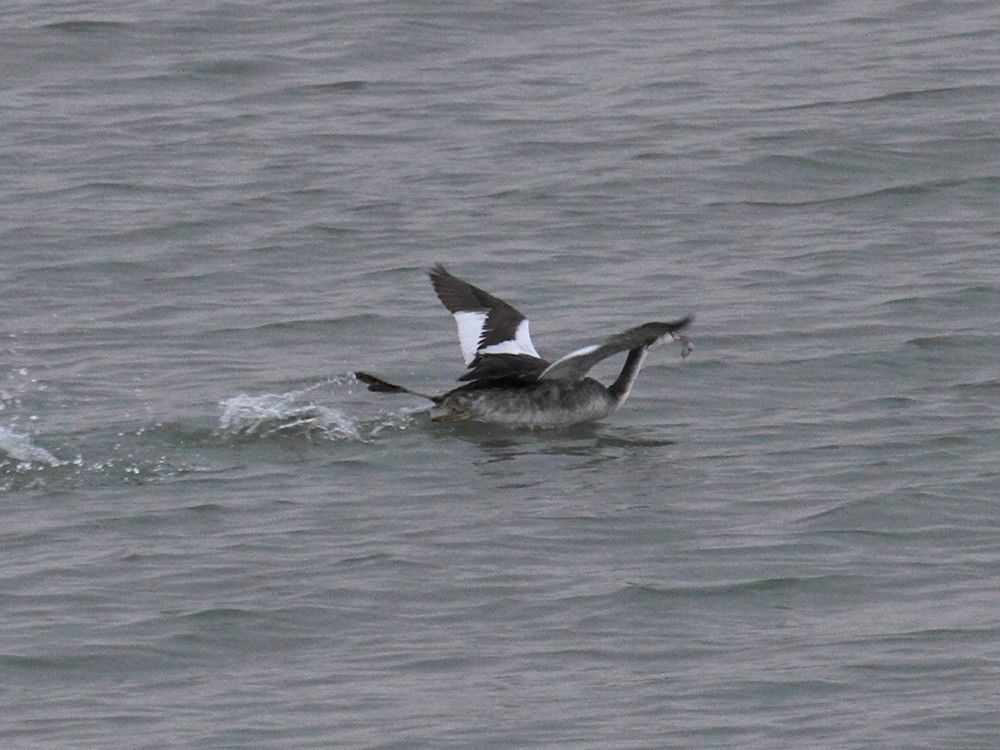grebe_huppe_-_podiceps_cristatus2bd