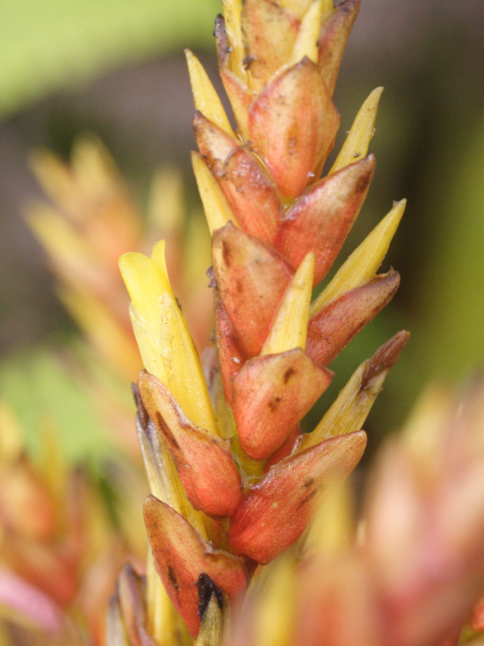 guzmania_plumieri2md