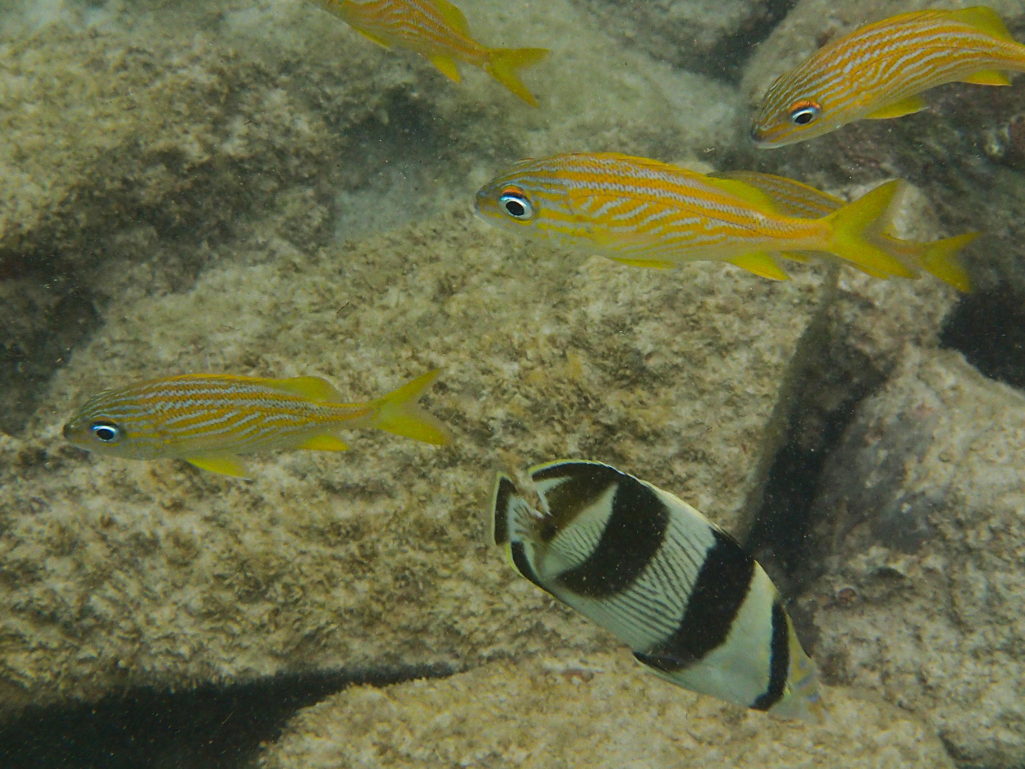 Haemulon_flavolineatum