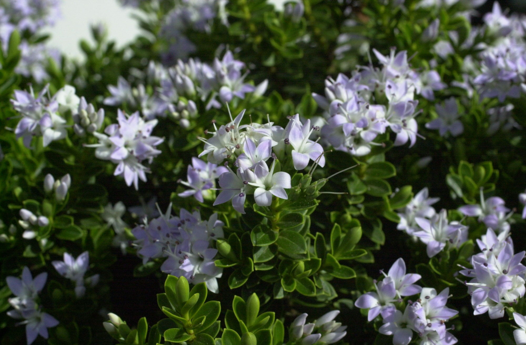 Afficher le média hebe_albicans1md hebe_albicans1md