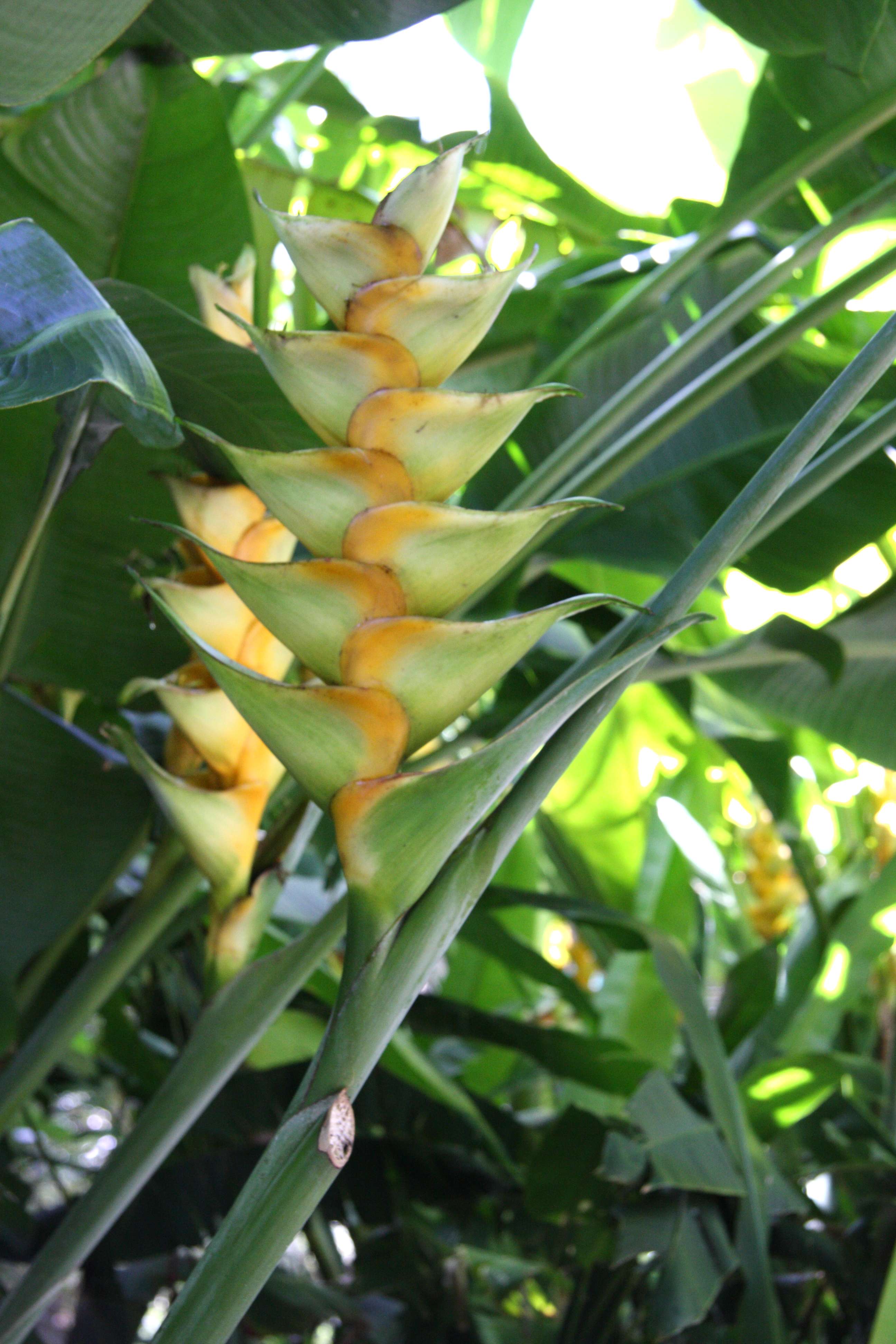 heliconia_caribaea8md