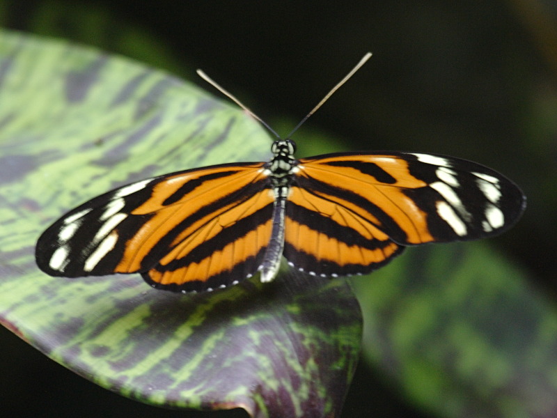heliconius_hecale2bd