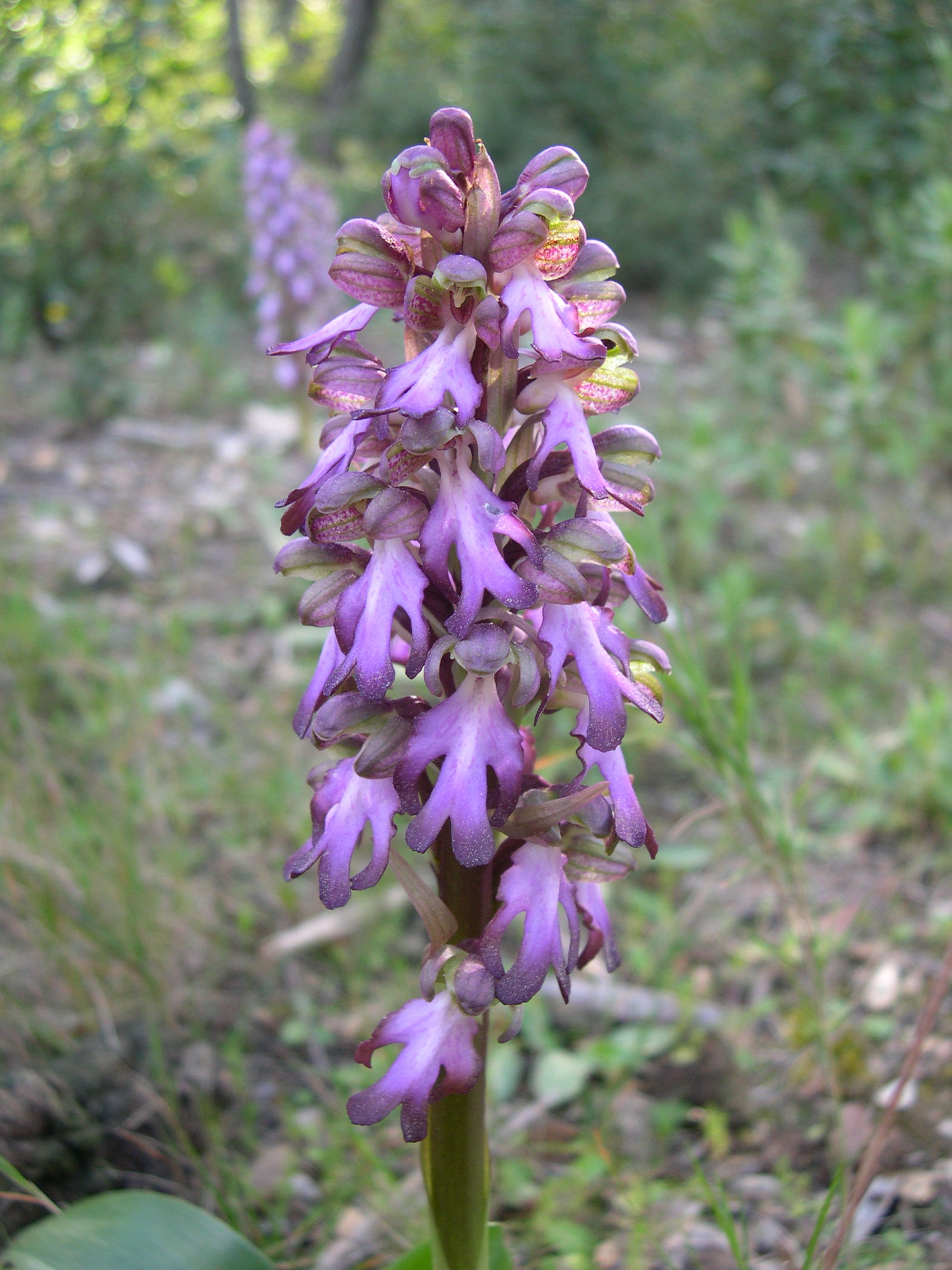 Himantoglossum_robertianum