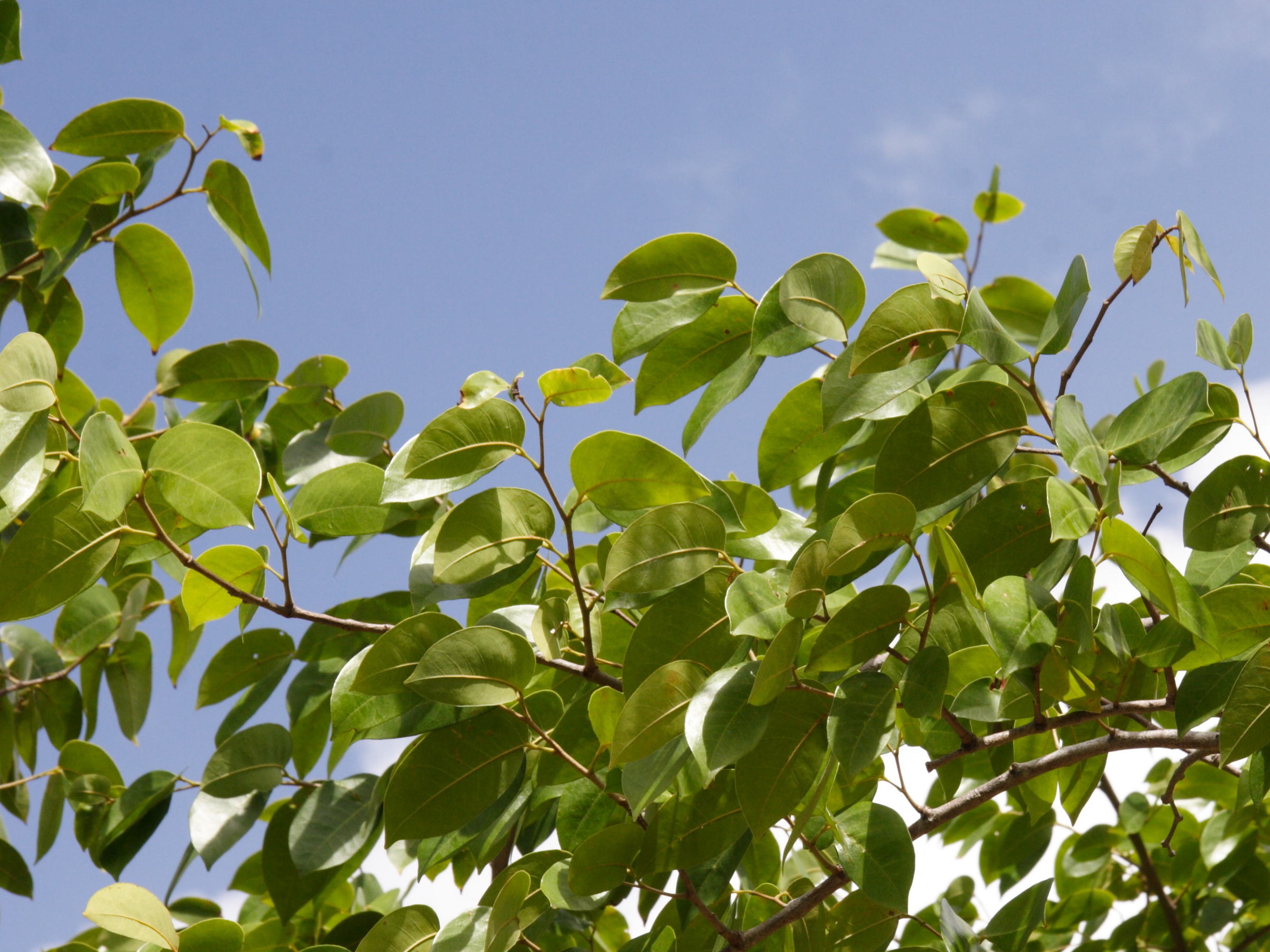 hymenaea_courbaril2md