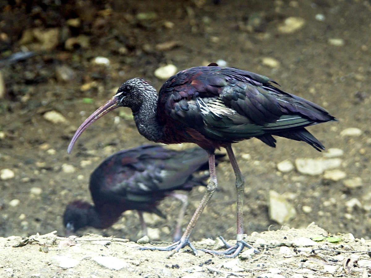 ibis_falcinelle_-_plegadis_falcinellus1md
