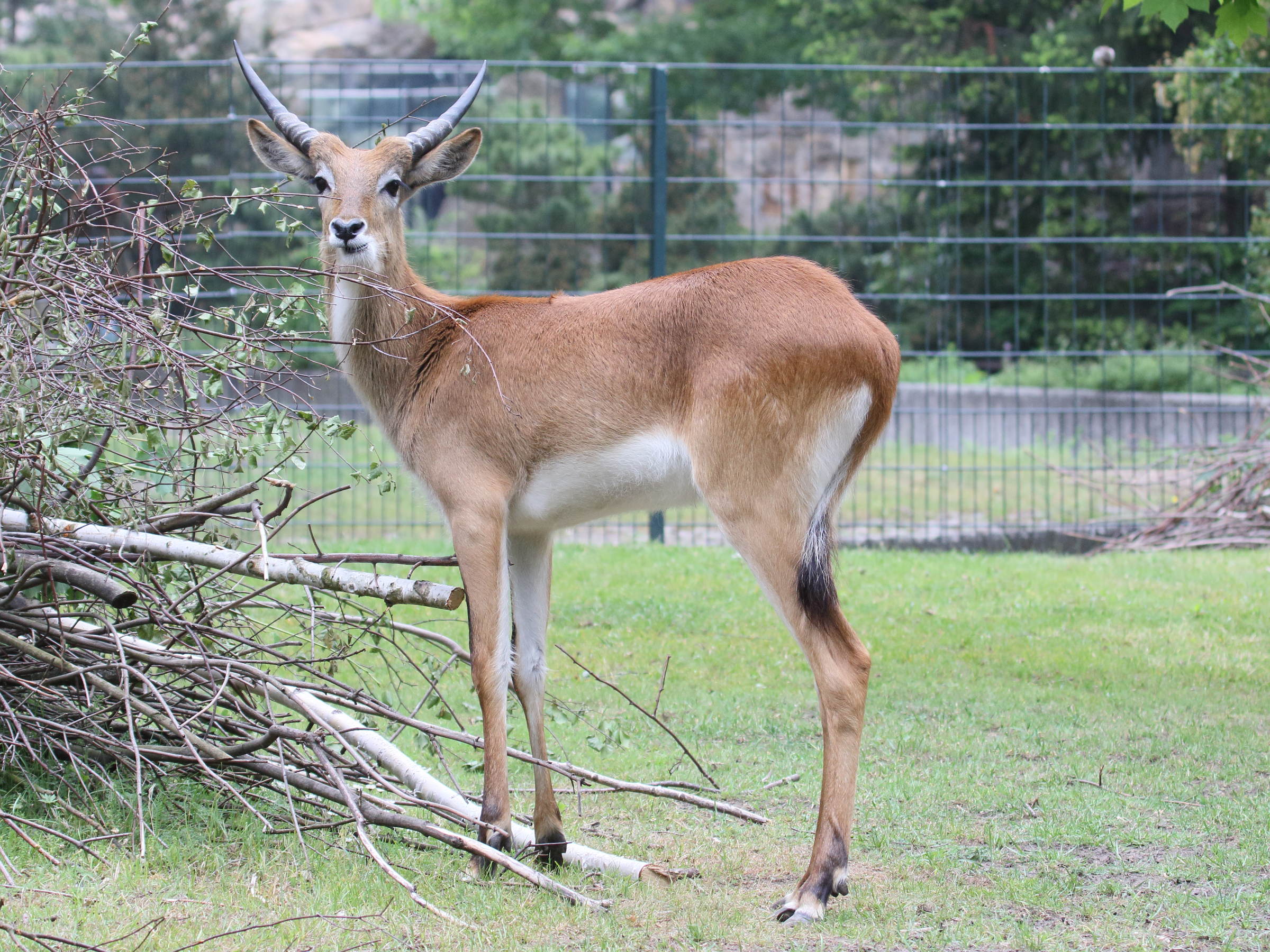 kobus_leche_kafuensis5bd