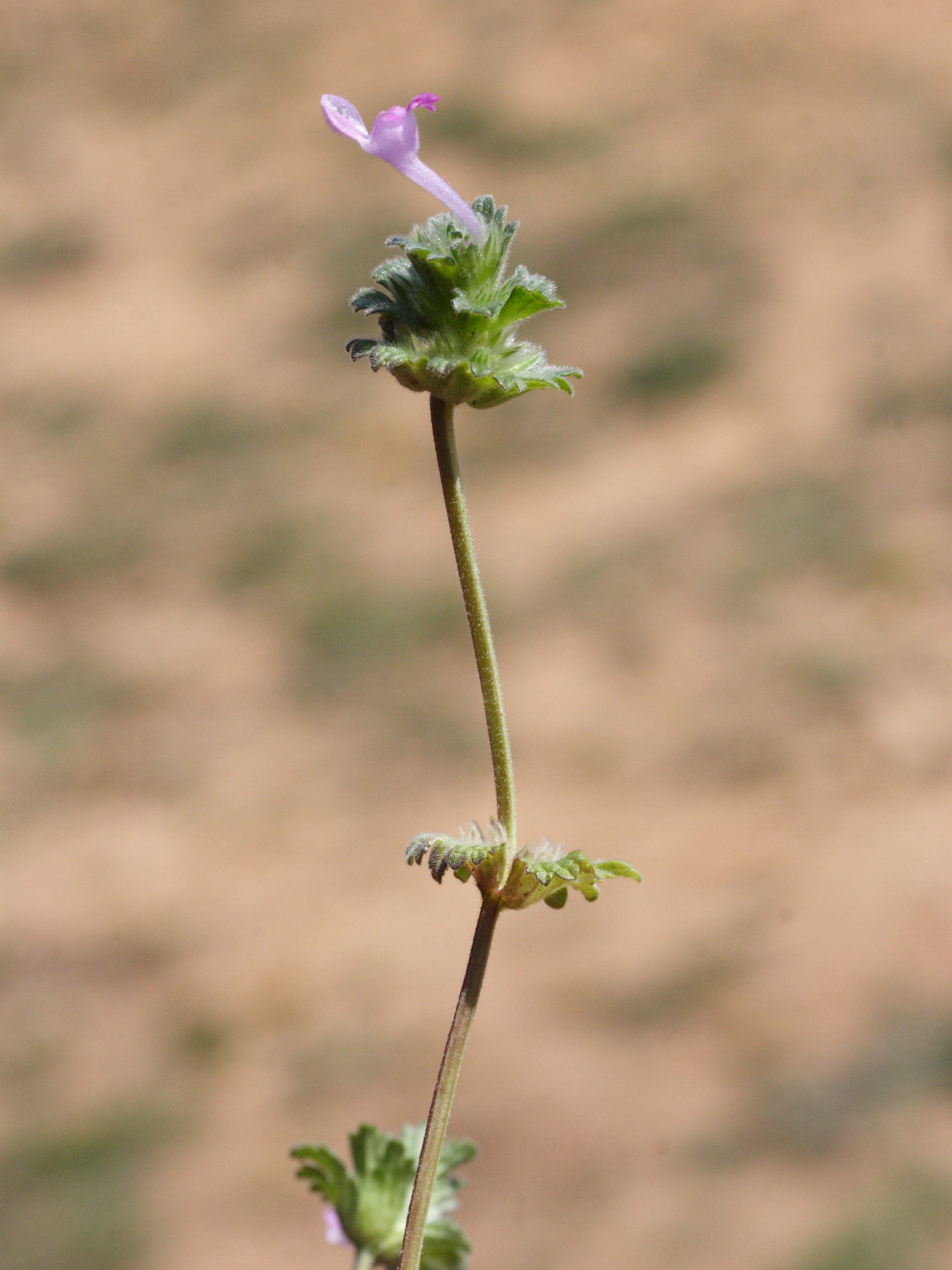 lamium_amplexicaule2md