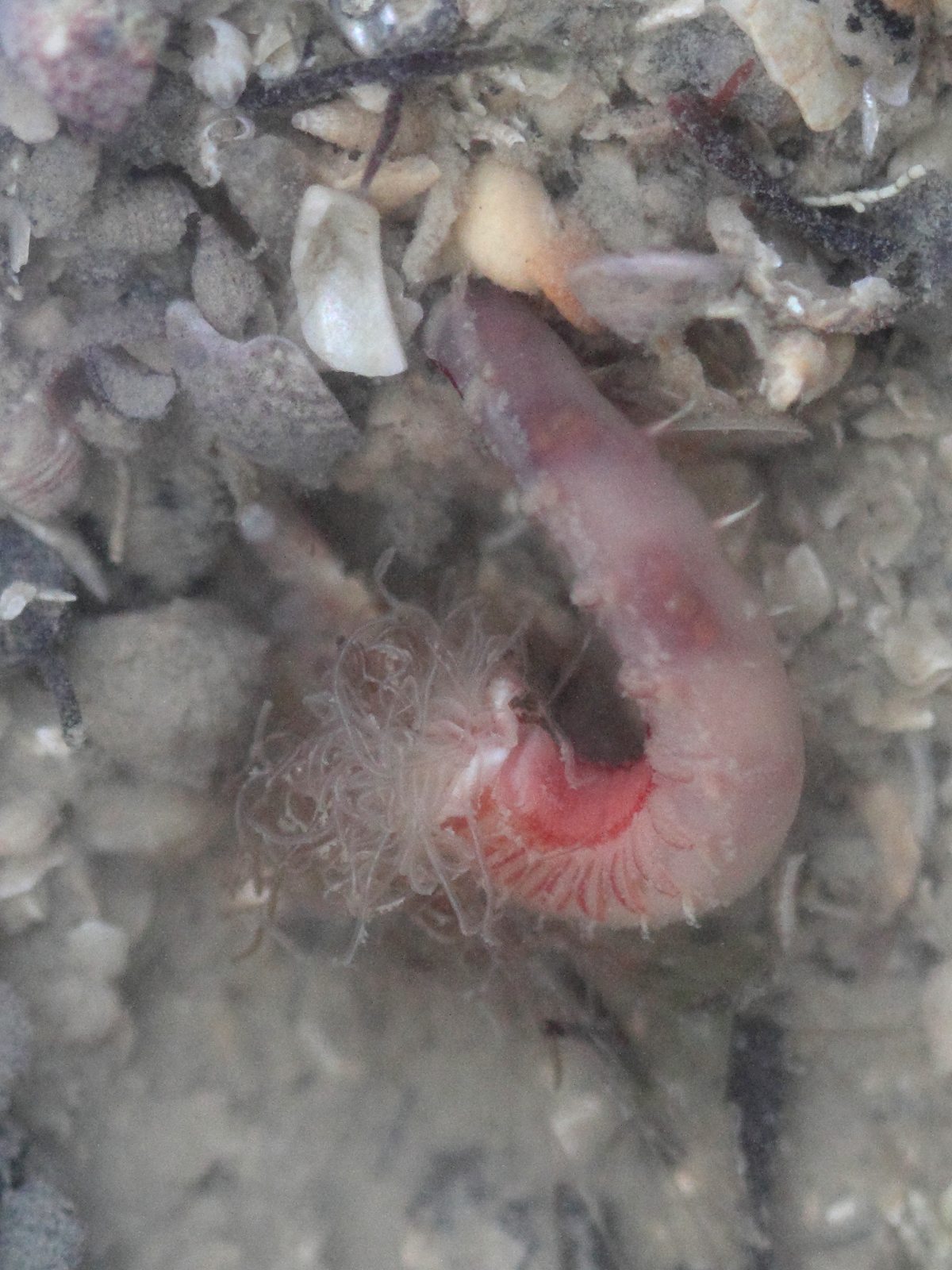 lanice_conchilega4bd