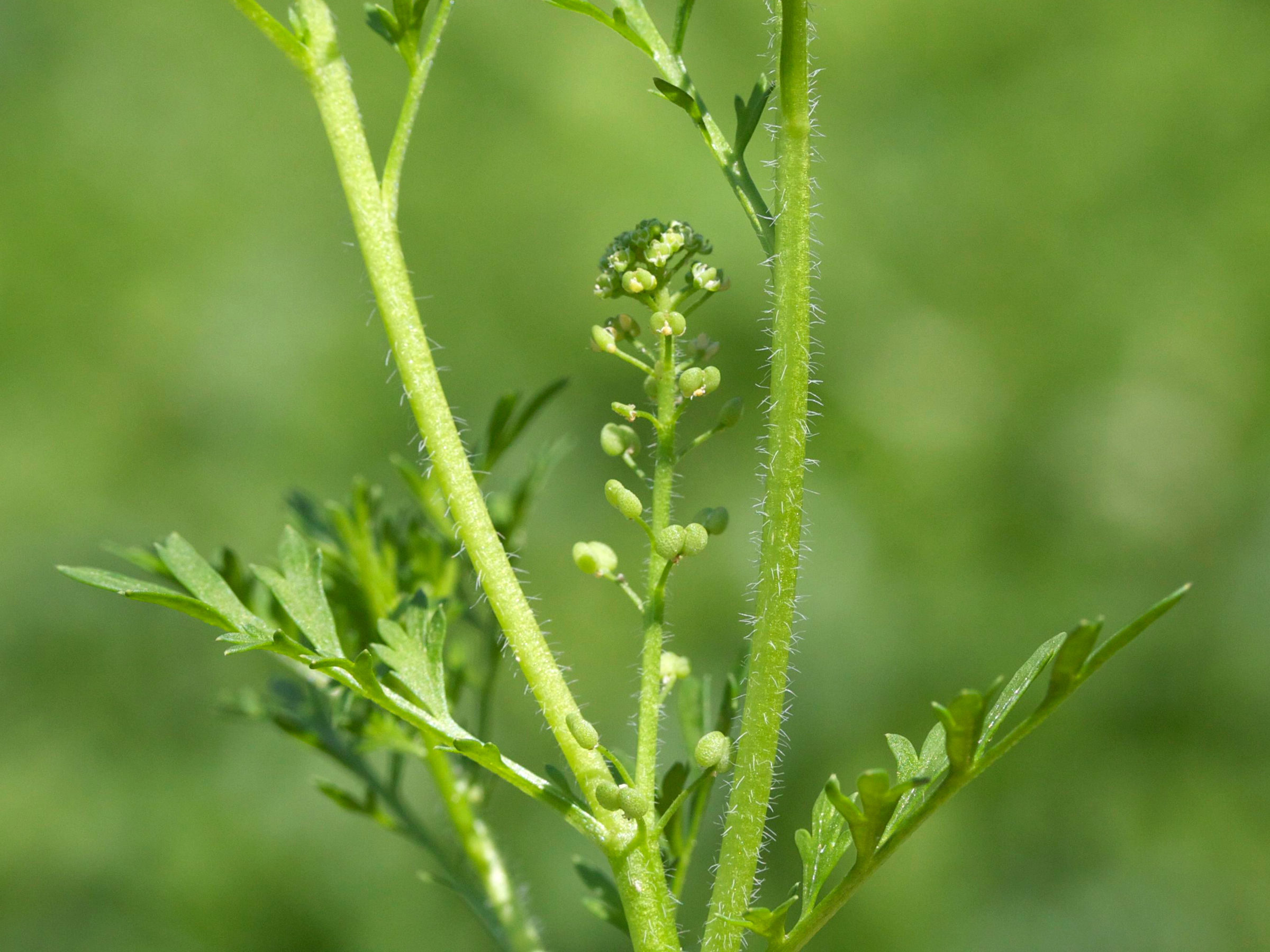 Afficher le média Lepidium_didymum Lepidium_didymum