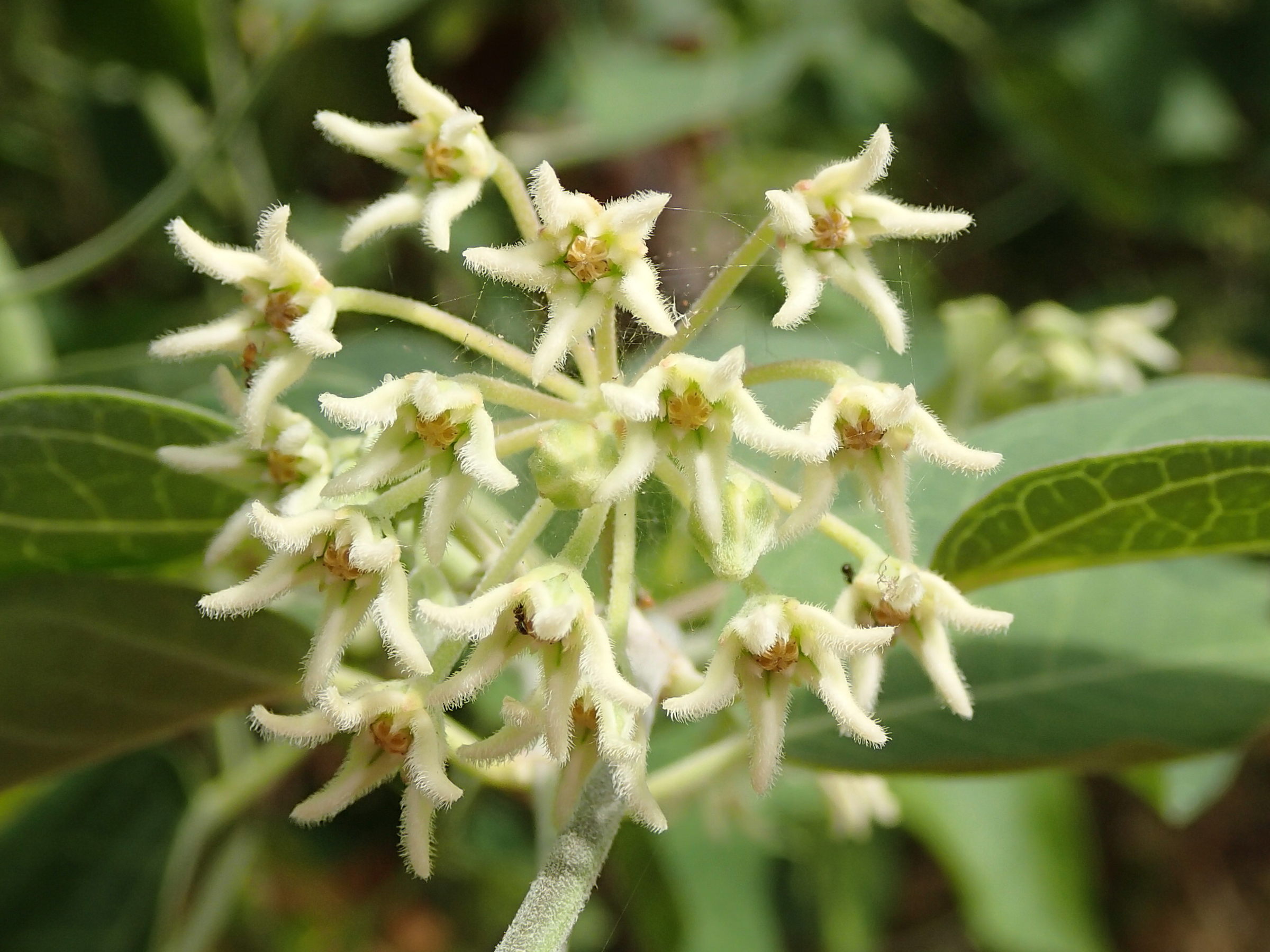 Afficher le média leptadenia_madagascariensis4md leptadenia_madagascariensis4md