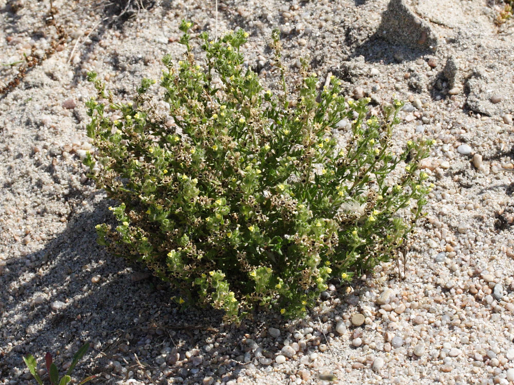 Afficher le média linaria_arenaria5md linaria_arenaria5md
