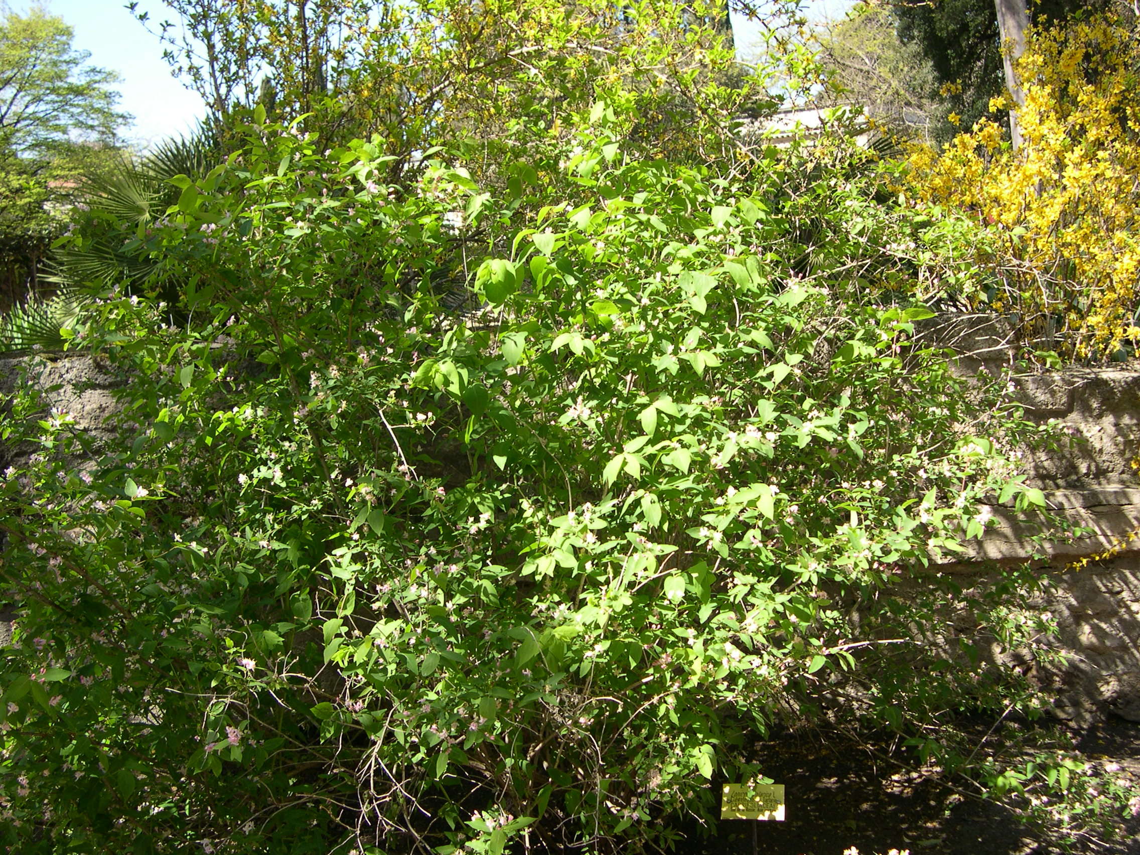 Afficher le média lonicera_tatarica3md lonicera_tatarica3md