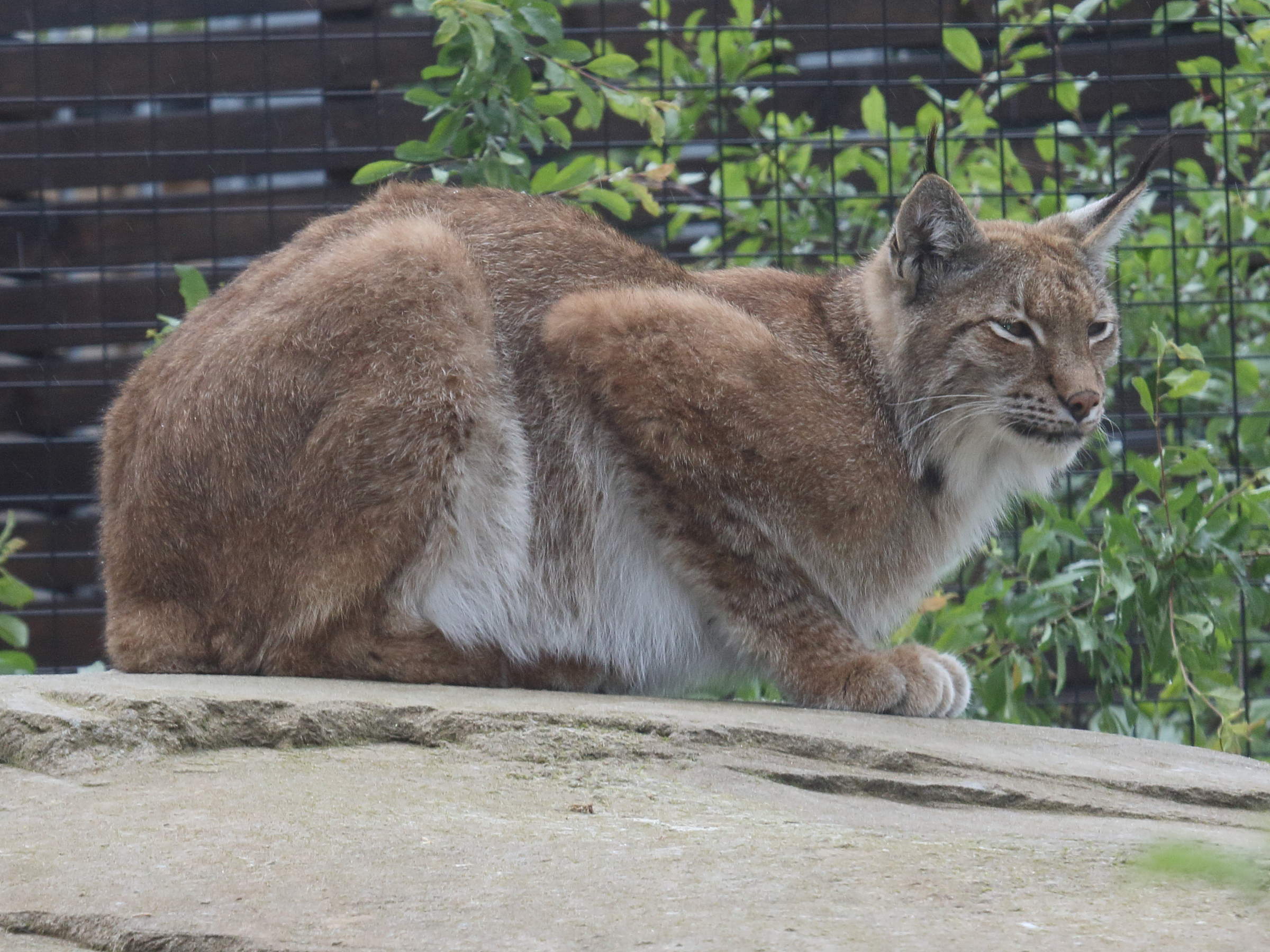 Lynx_lynx