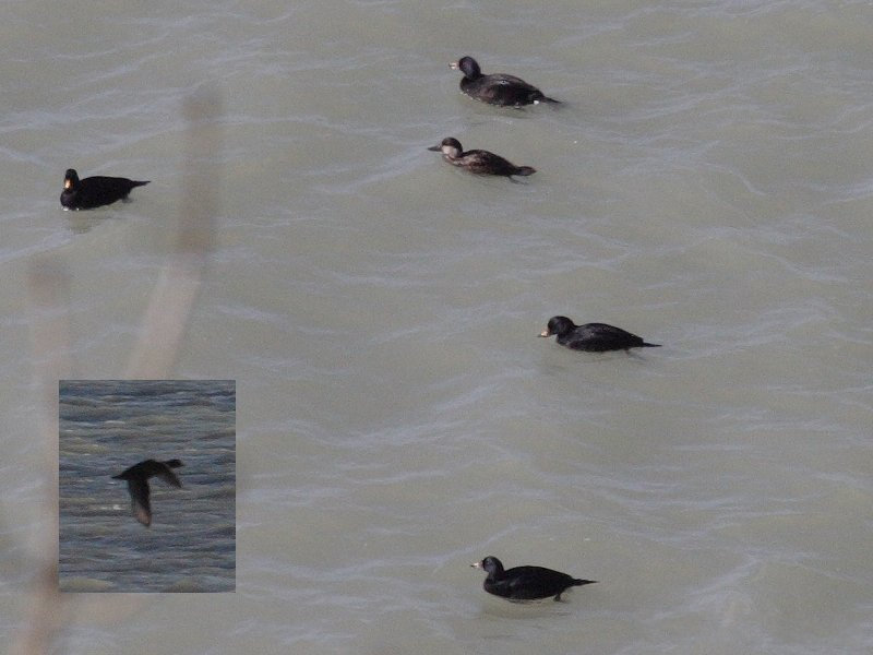 macreuse_noire_-_melanitta_nigra1bd