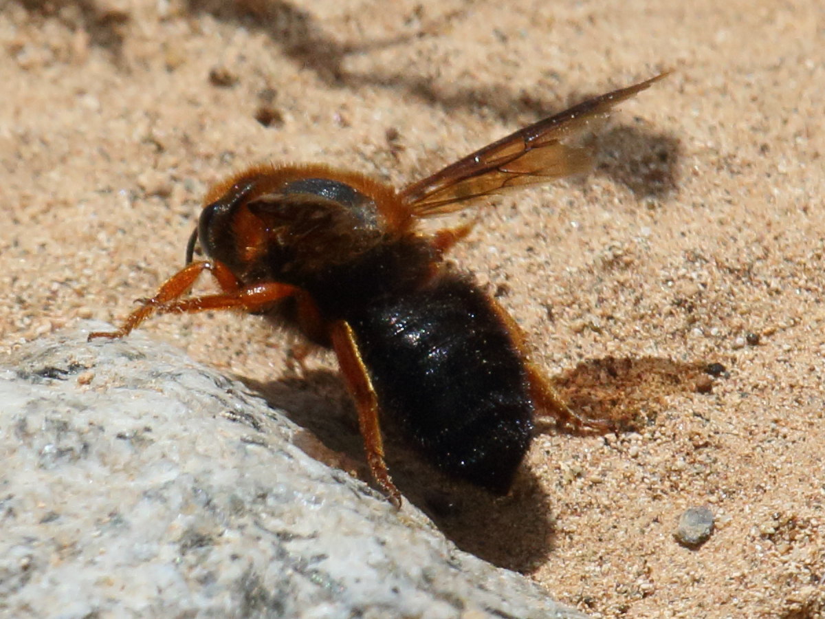 megachile_sicula1bd