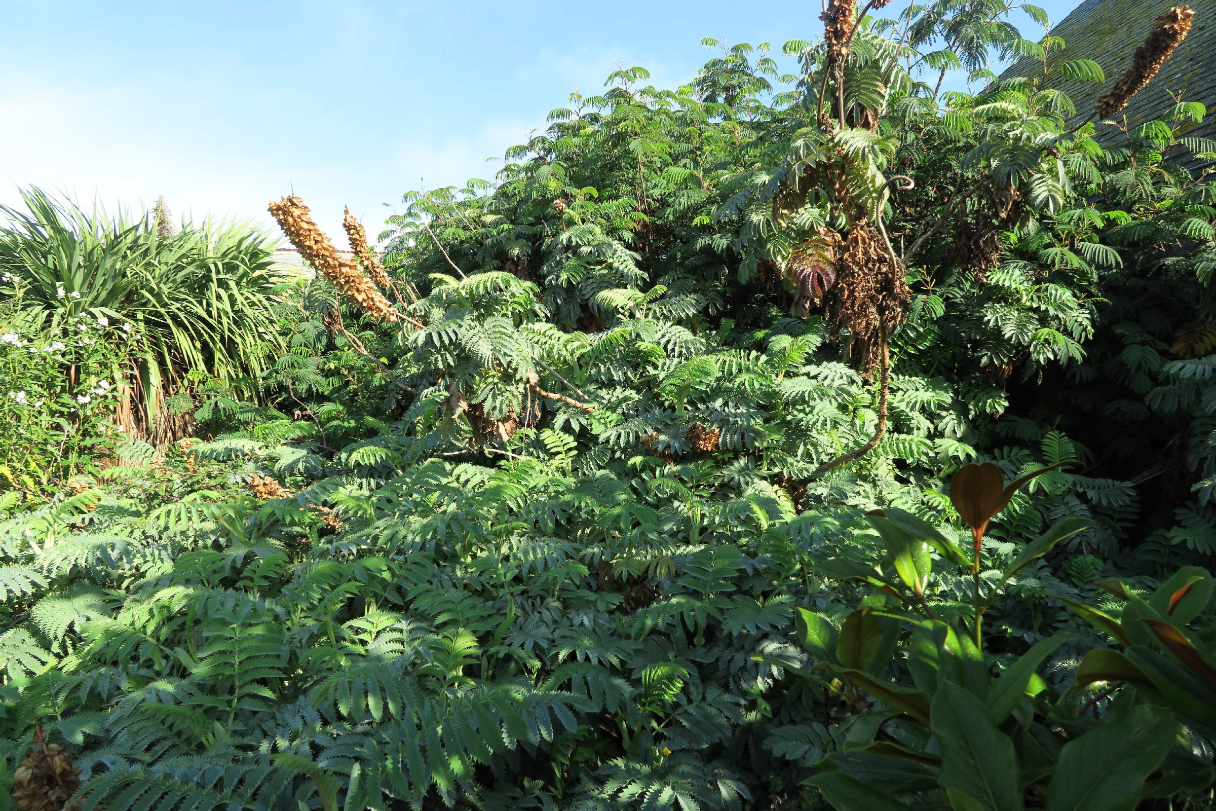 Afficher le média melianthus_major5md melianthus_major5md