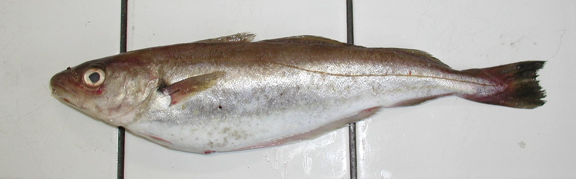 Merlangius_merlangus