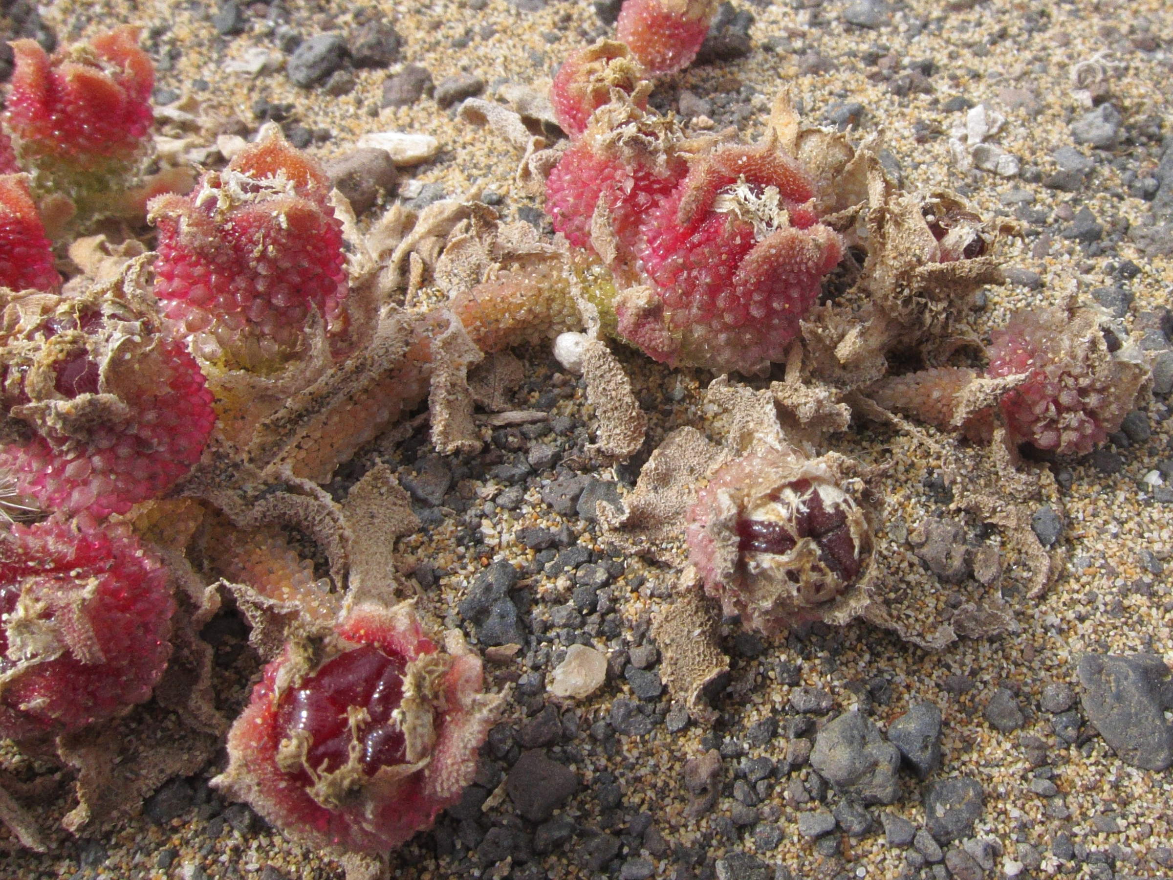 Afficher le média mesembryanthemum_crystallinum5bd mesembryanthemum_crystallinum5bd