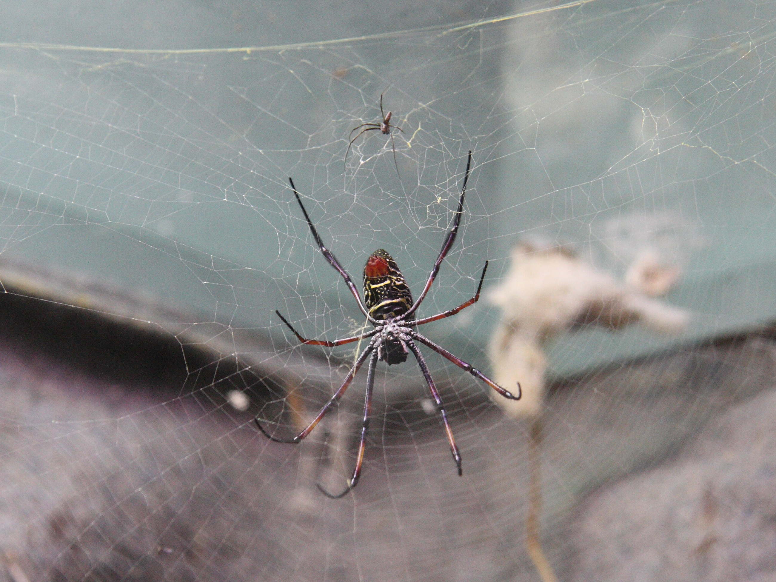 nephila_inaurata_madagascariensis6sd