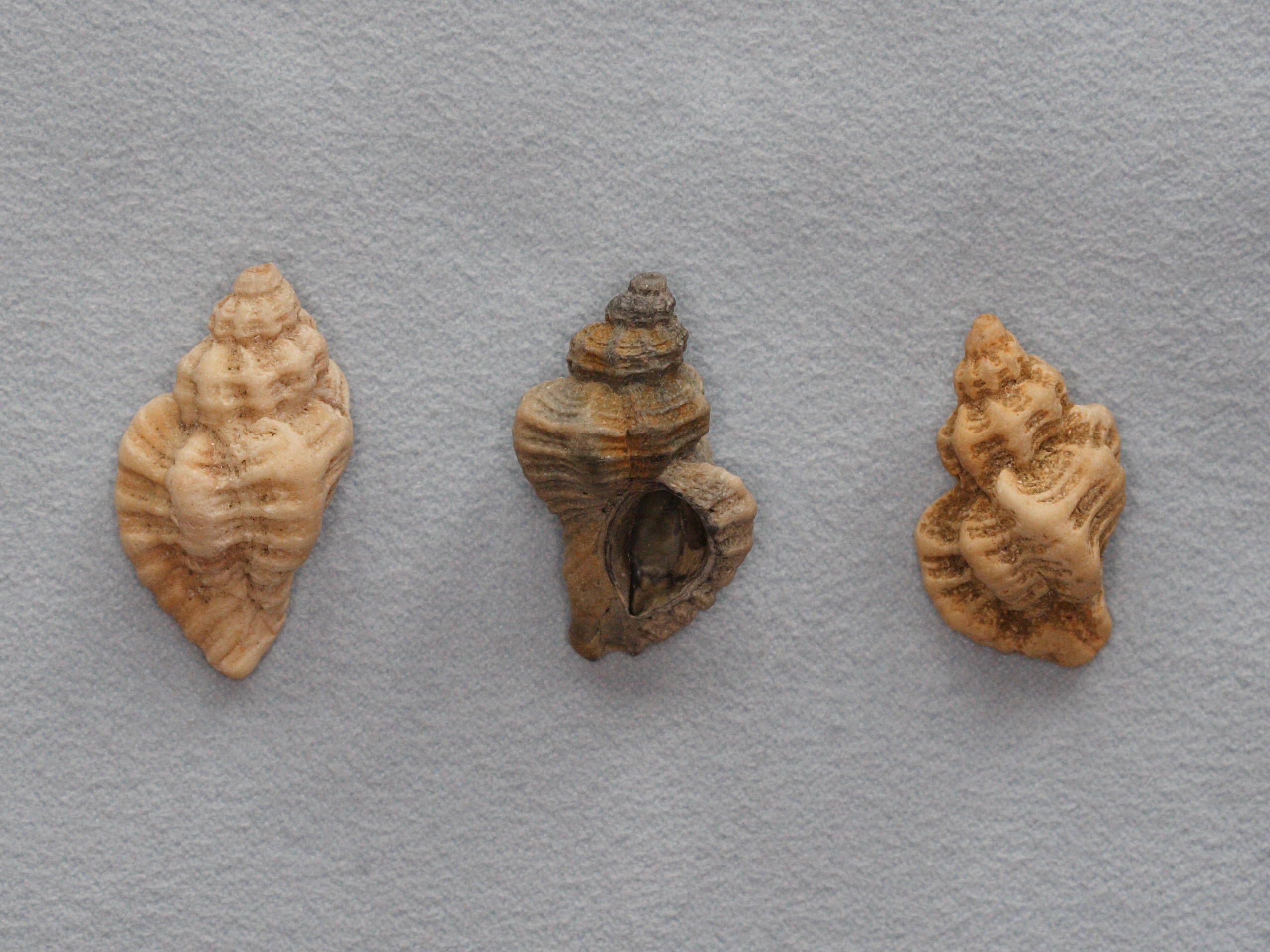 ocenebra_erinacea3md