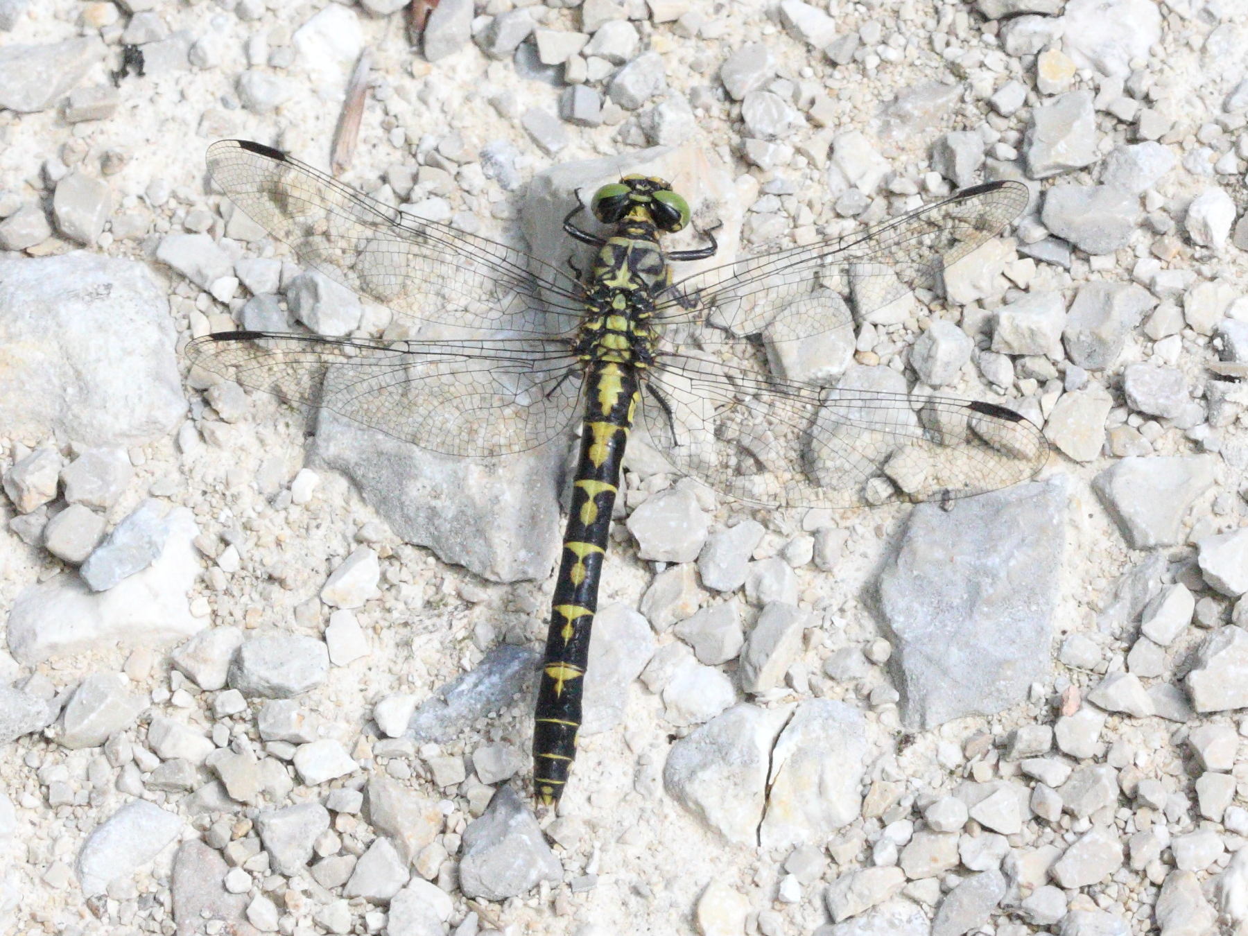 onychogomphus_forcipatus7bd