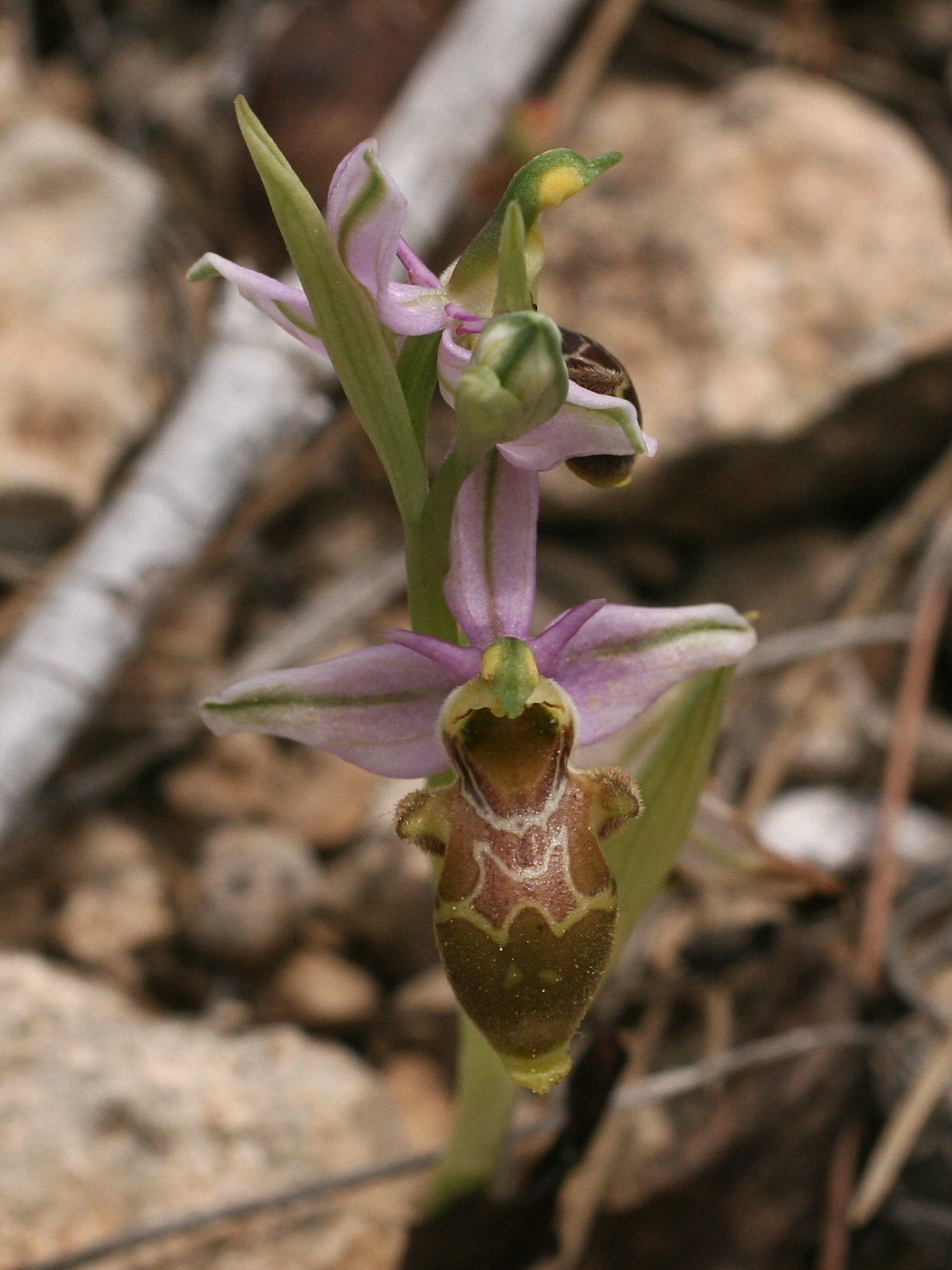 ophrys_scolopax1md