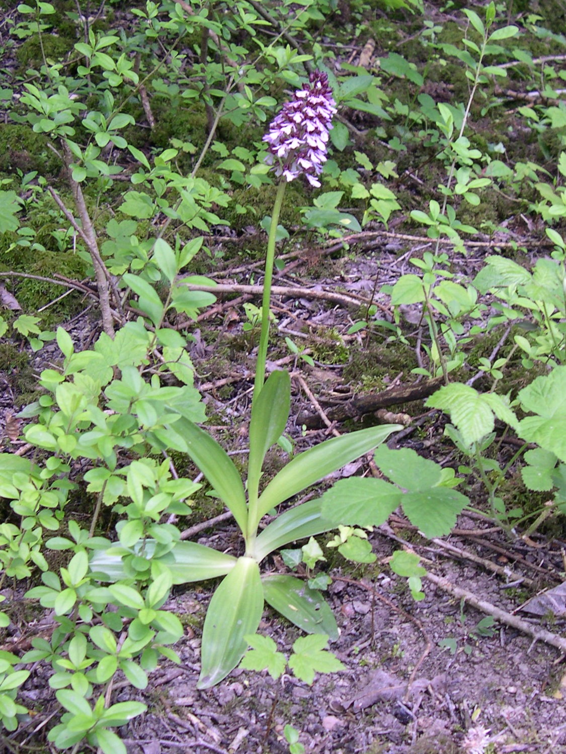 Afficher le média orchis_purpurea1md orchis_purpurea1md