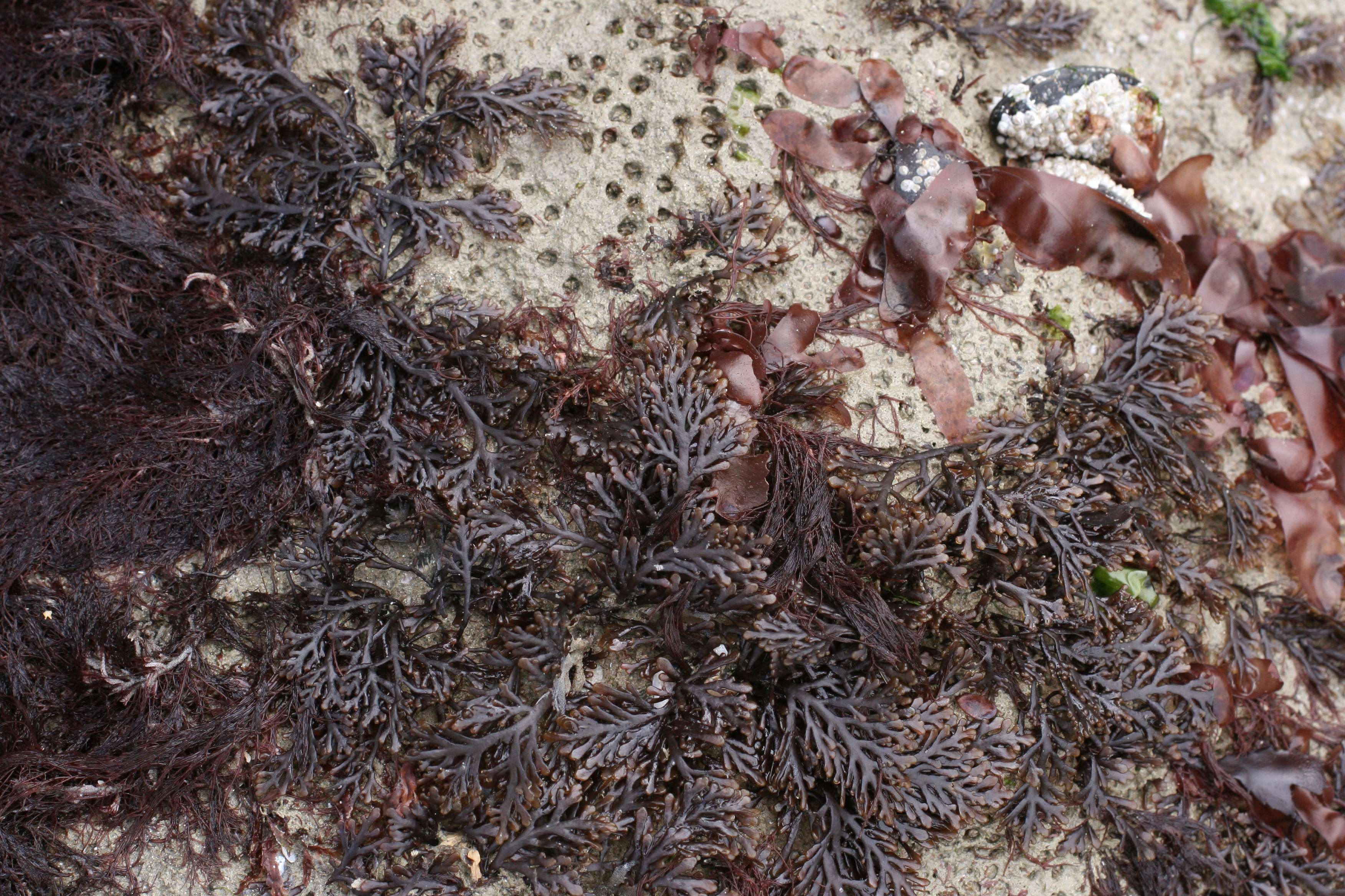 osmundea_pinnatifida1md