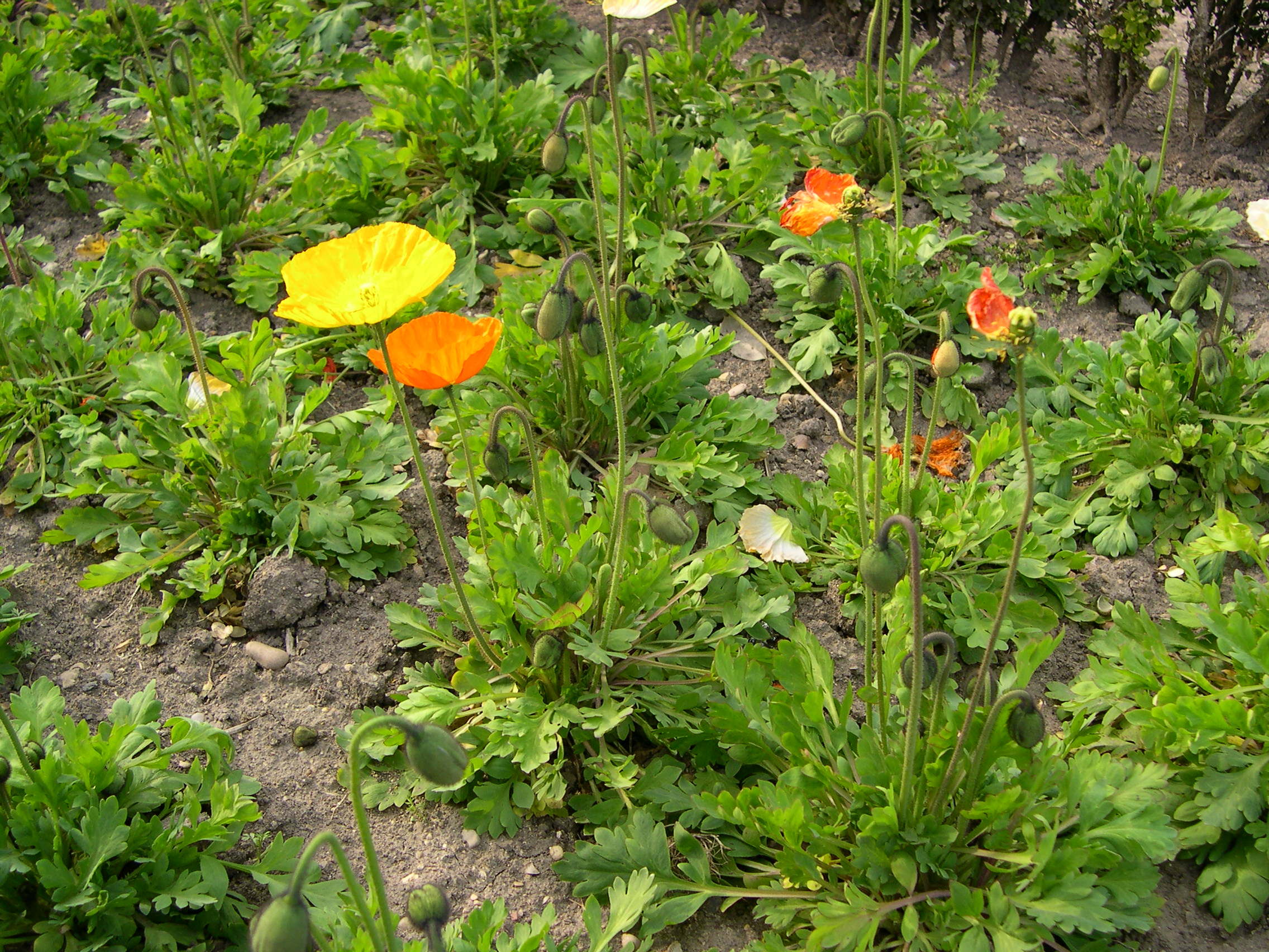 Afficher le média papaver_croceum1md papaver_croceum1md