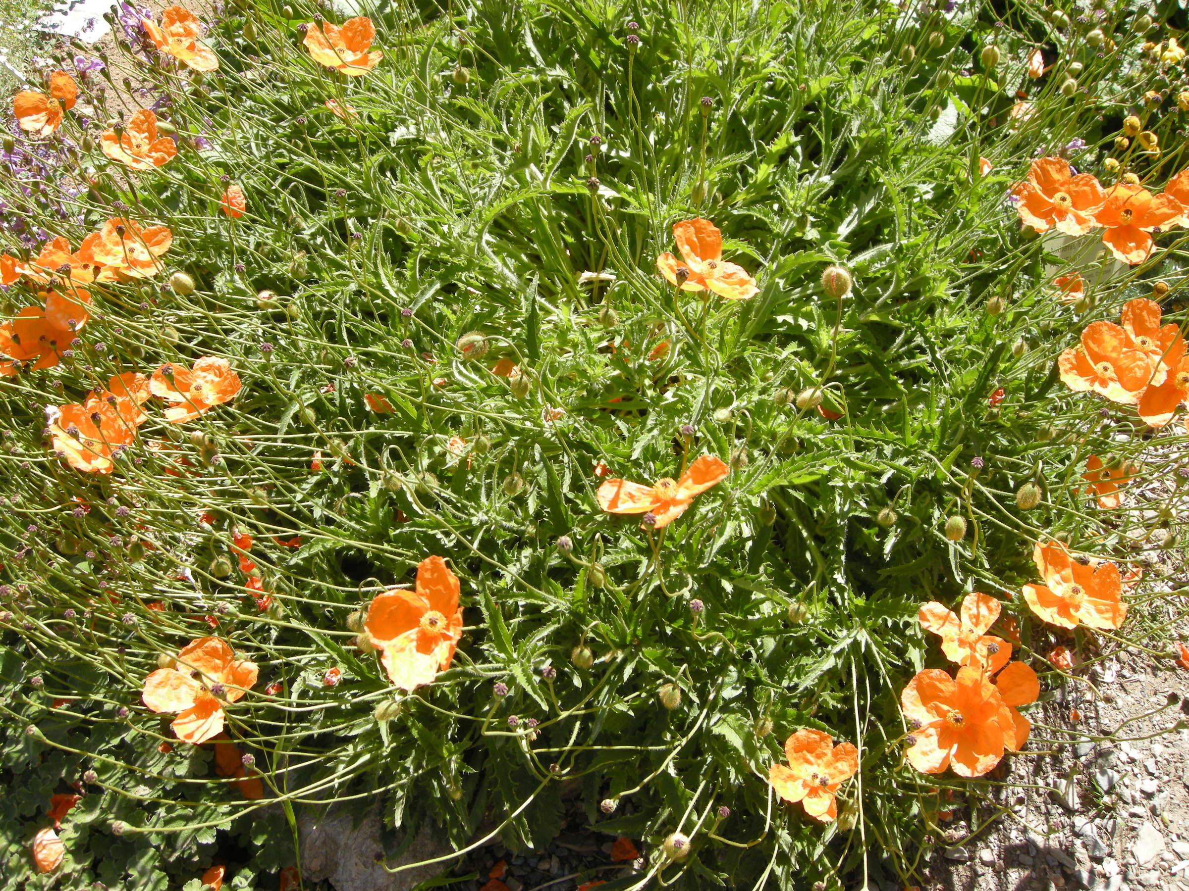 Afficher le média papaver_lateritium1md papaver_lateritium1md