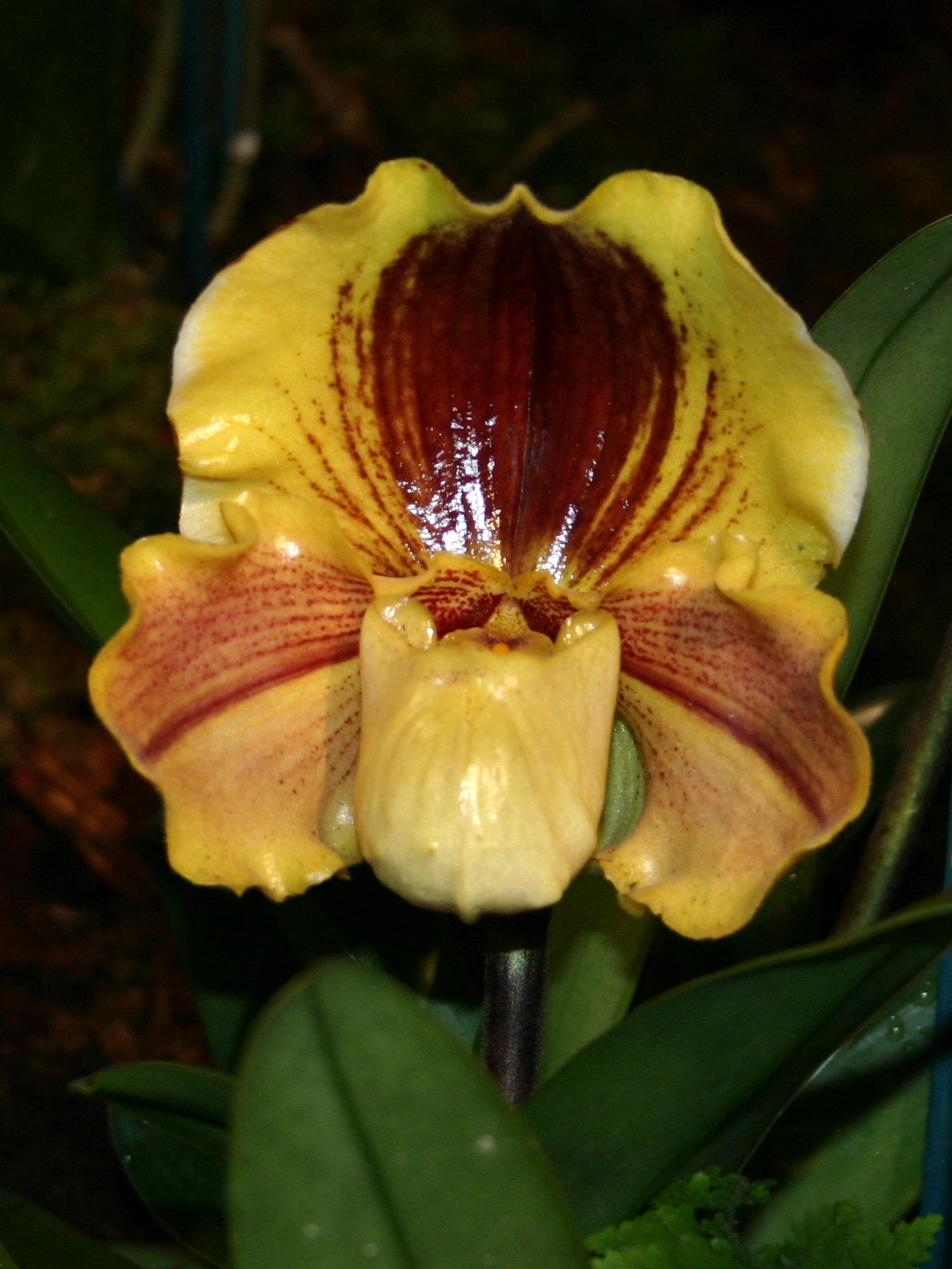 paphiopedilum_lippewunder1sd