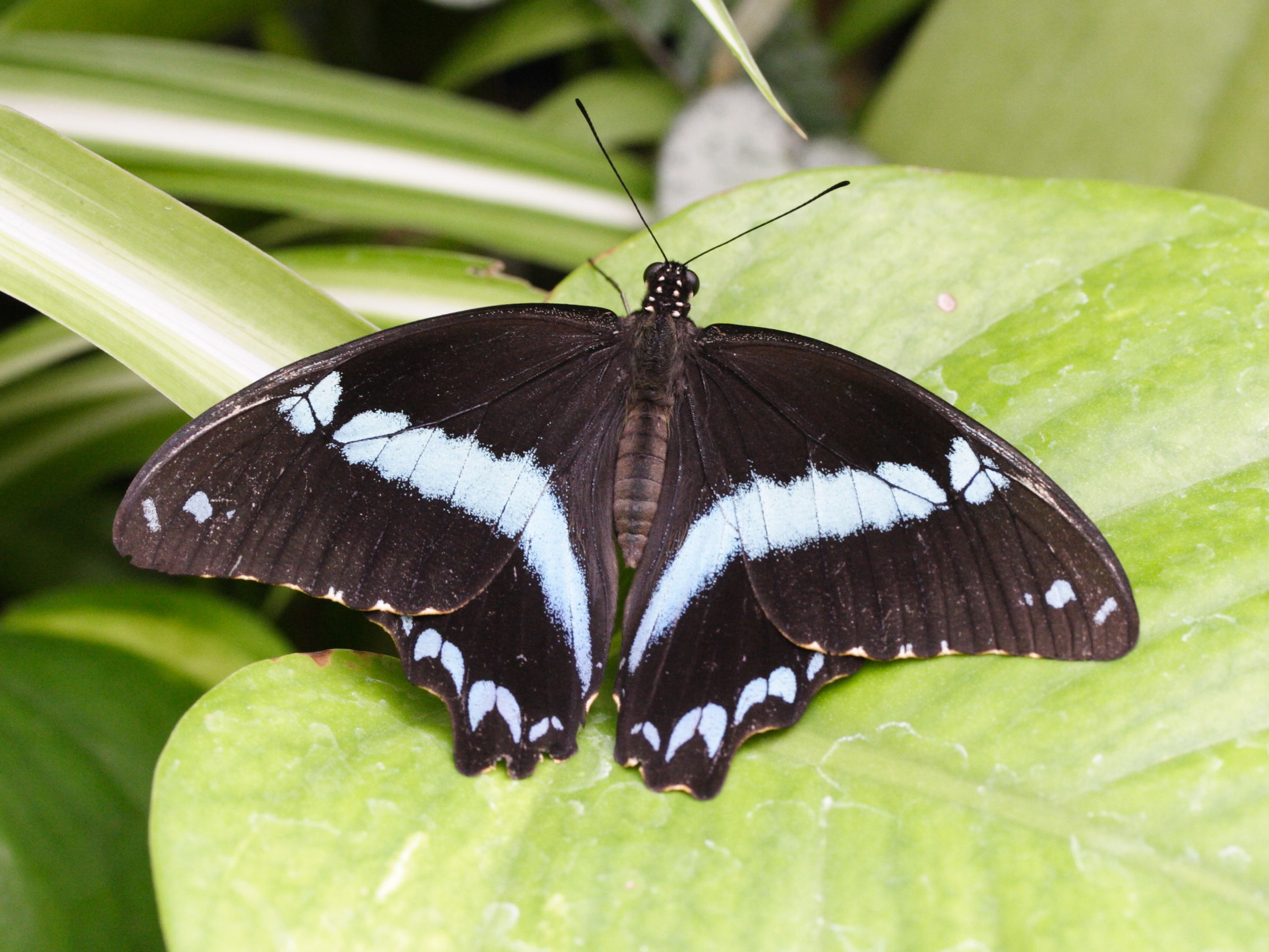 Afficher le média papilio_nireus2md papilio_nireus2md