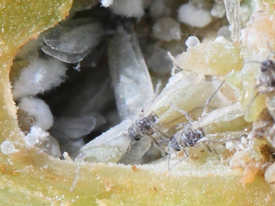 Pemphigus_spyrothecae