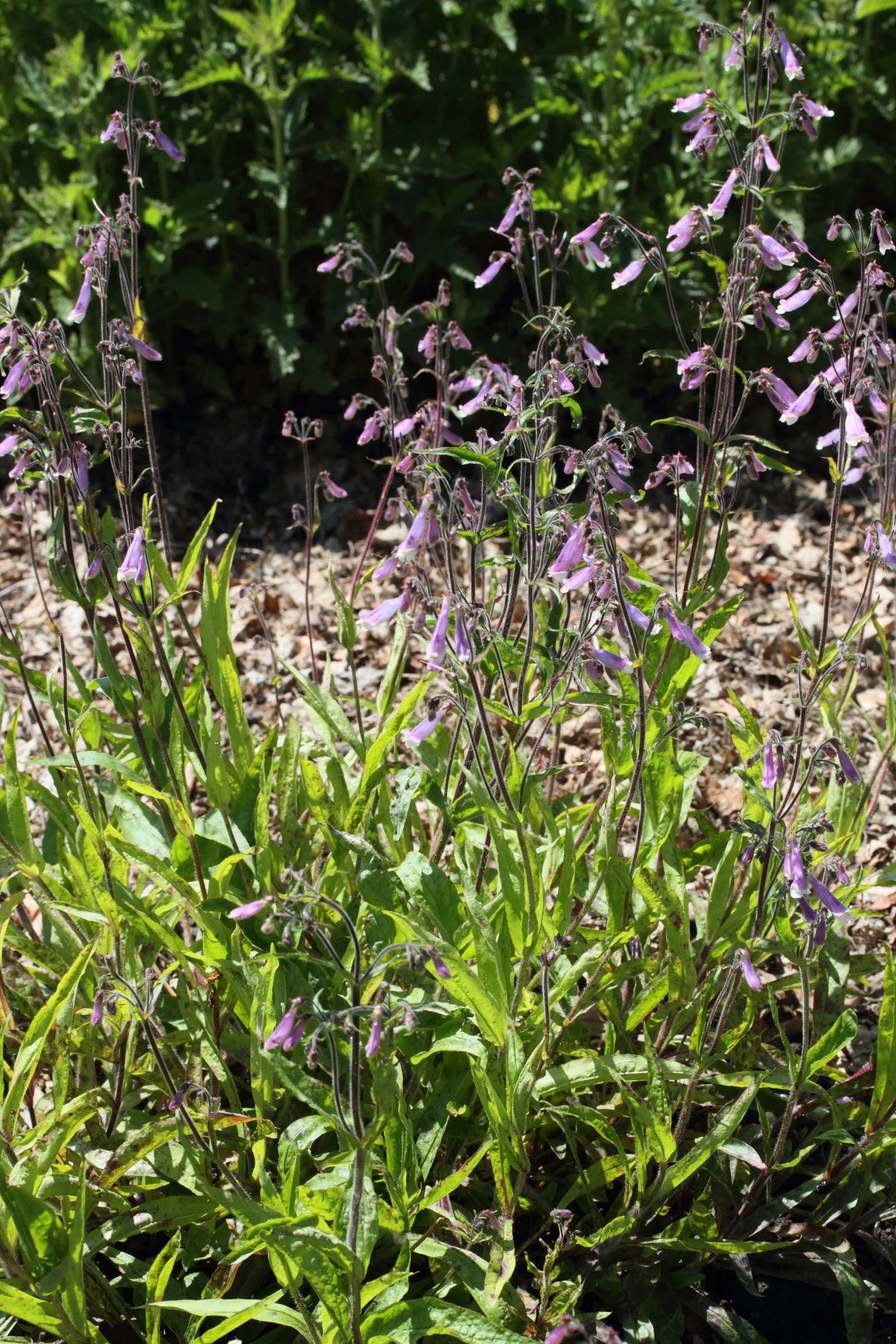 Afficher le média penstemon_hirsutus1md penstemon_hirsutus1md