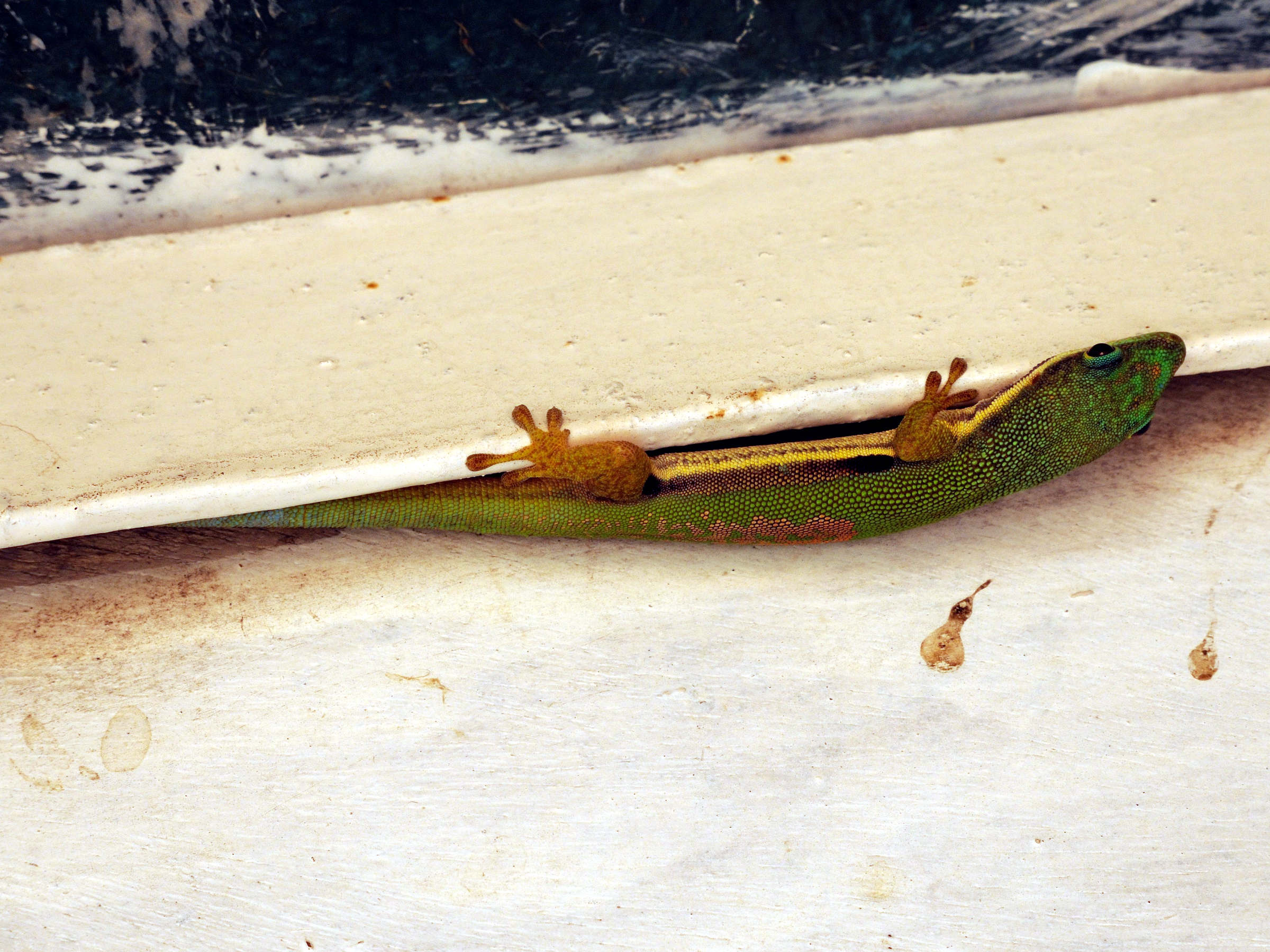 phelsuma_lineata3md